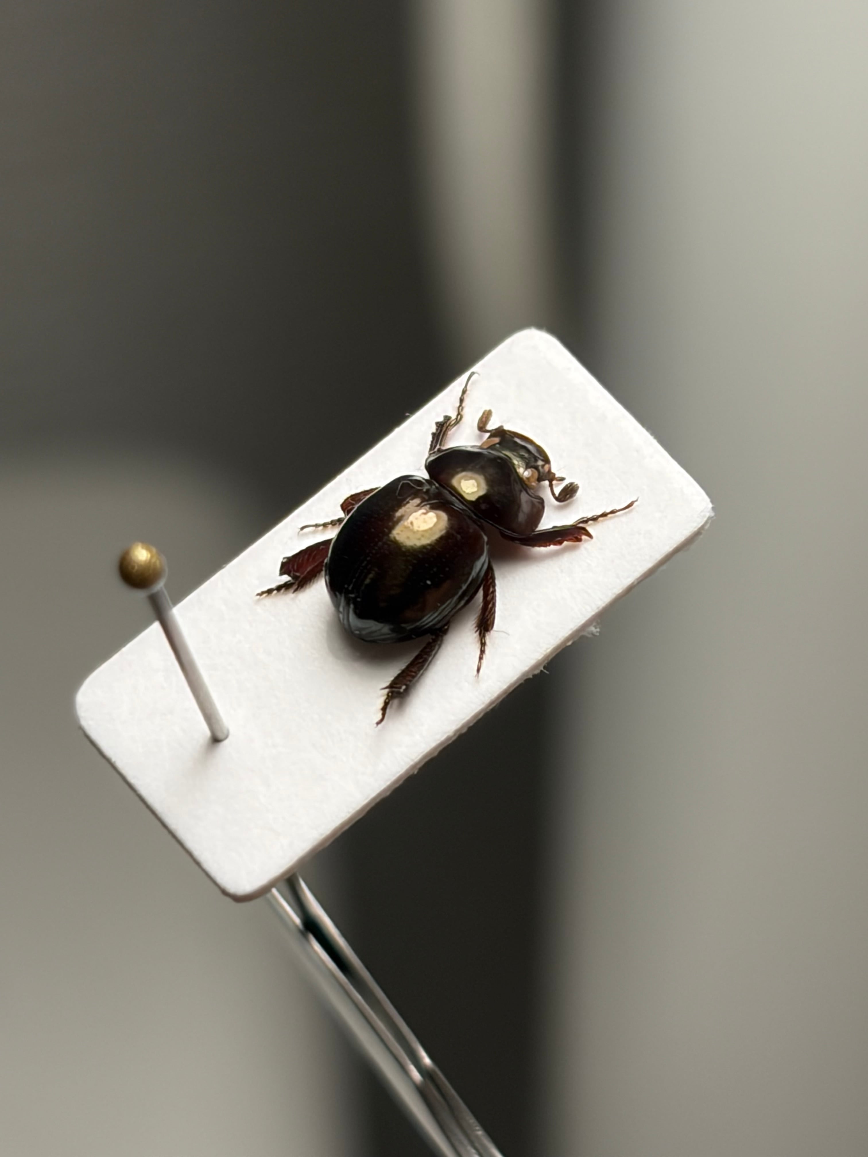 LAST】巨大なマンマルコガネ ブラックフォーム 標本 とんでもない甲虫