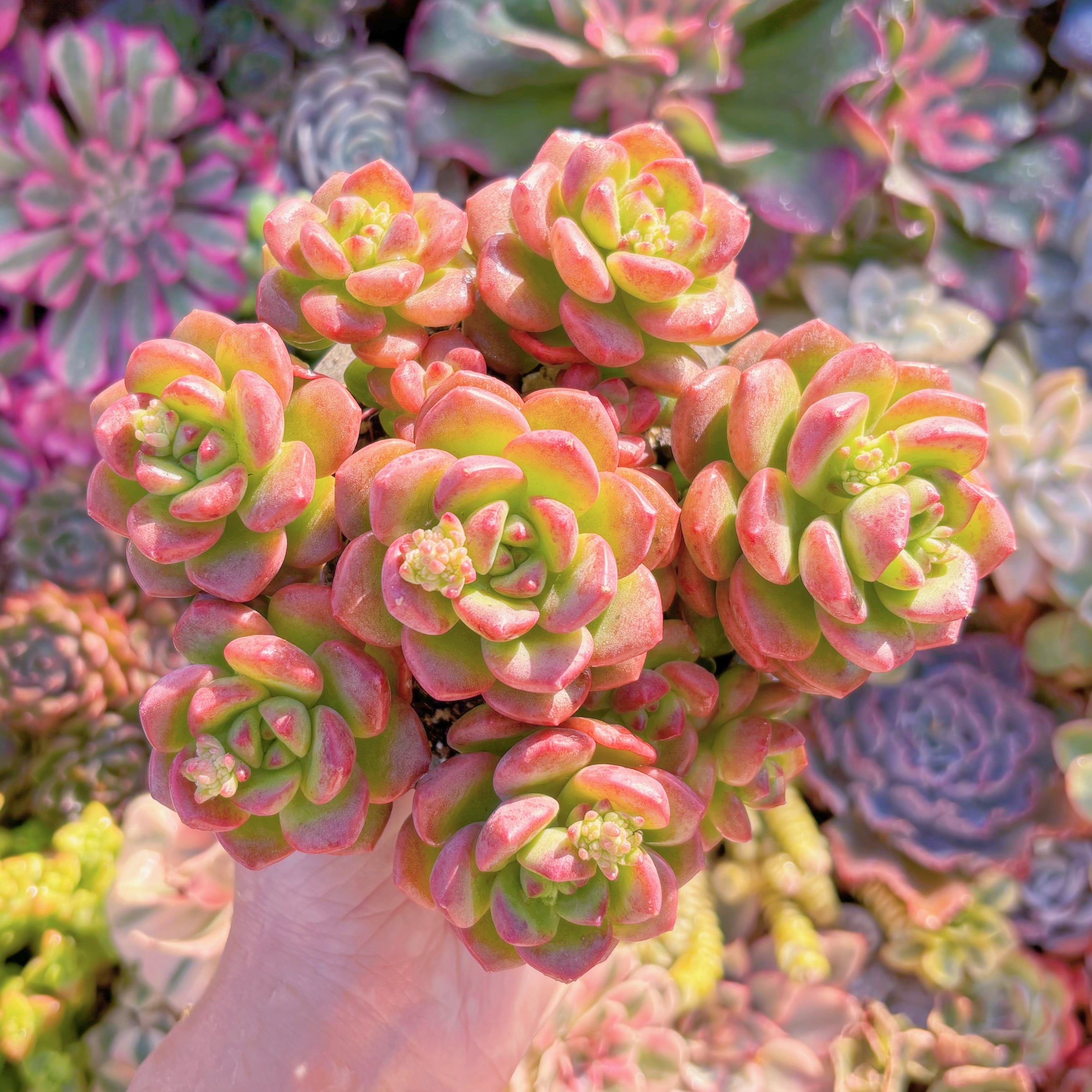 多肉植物　サンシャインローズ　大群生　在庫僅少　新入荷　るる農園