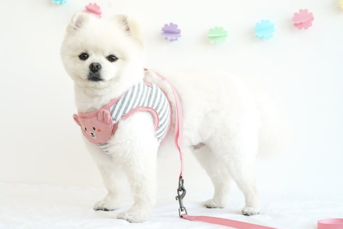 【SALE】 クマちゃんハーネス&リードセット 2color / 犬 犬用 ハーネス 小型犬 中型犬 ドッグウェア ペット用品 胴輪 犬用リュック