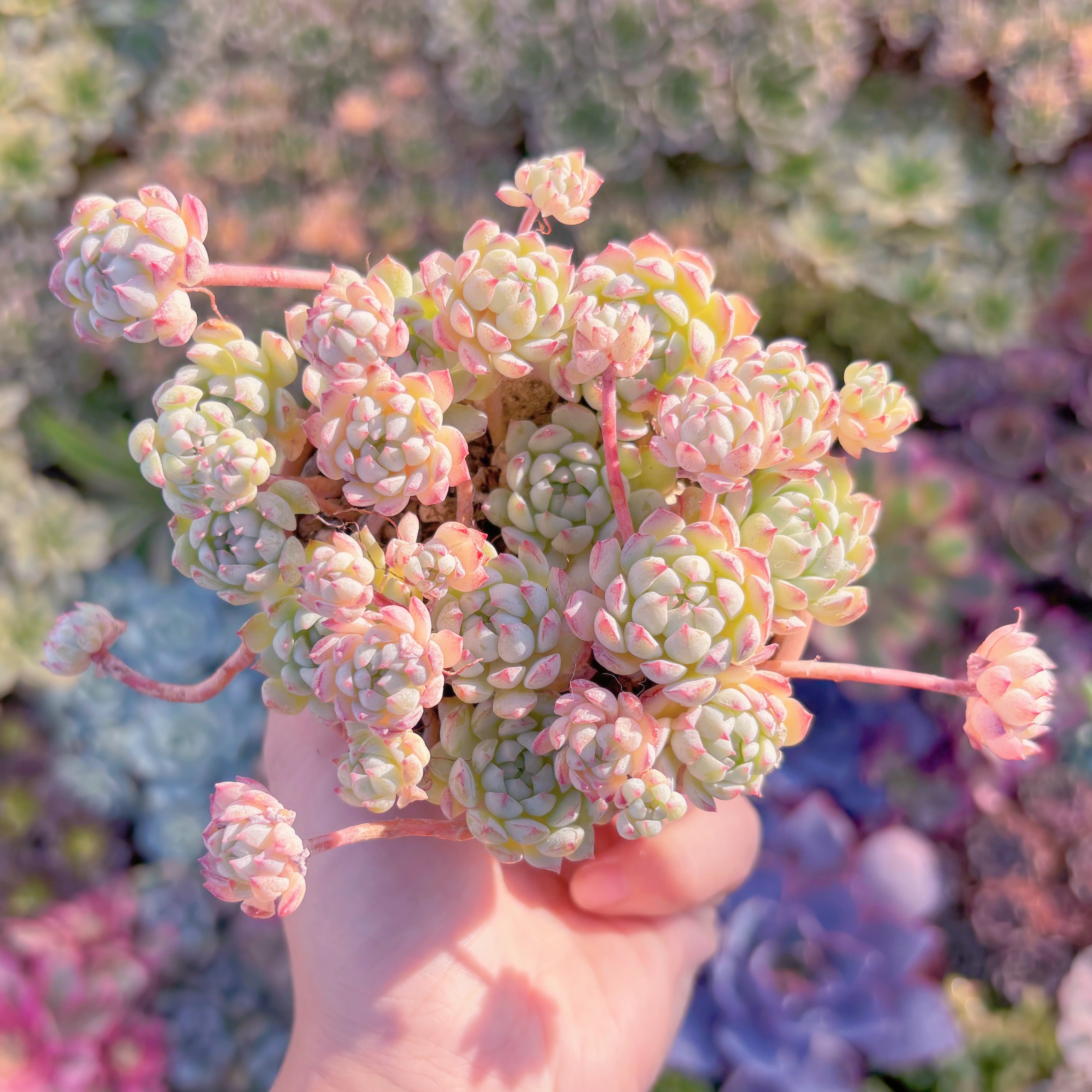 多肉植物　グロブローサxブルーミニマ　群生　新入荷　るる農園