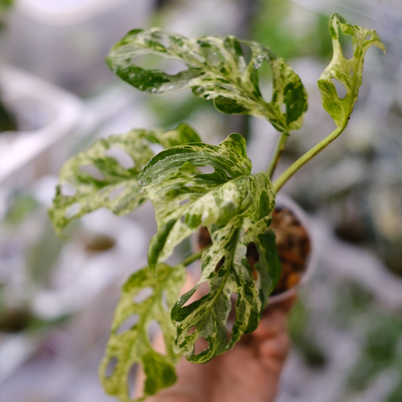 Monstera adansonii Mottled / モンステラ アダンソニー ミント⑫ / 観葉植物<育て方・花言葉>