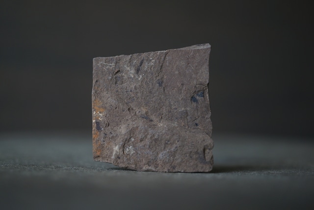 カナダ産イチョウ葉化石 Ginkgo biloba 1627