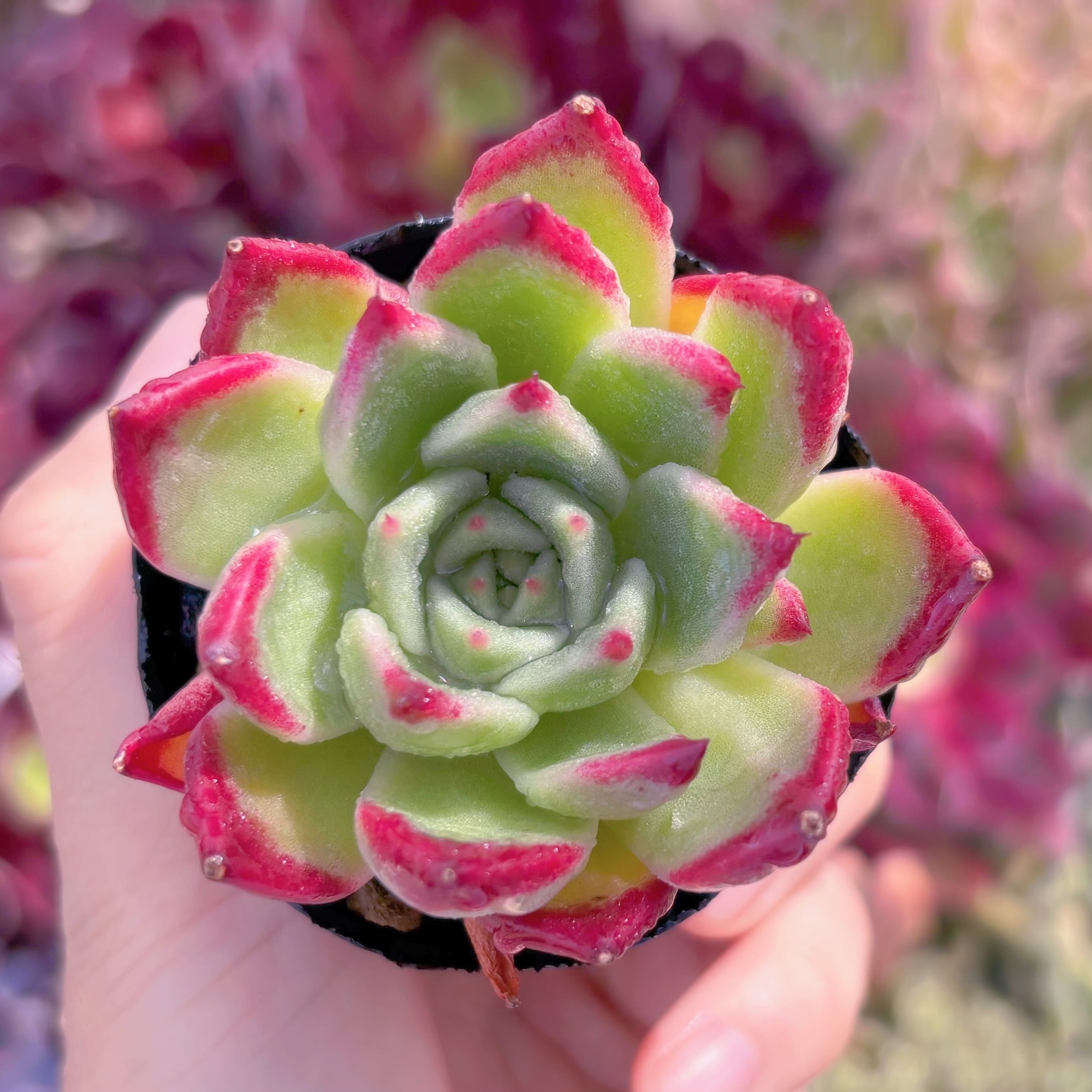 現品　黒夜#D14　るる農園