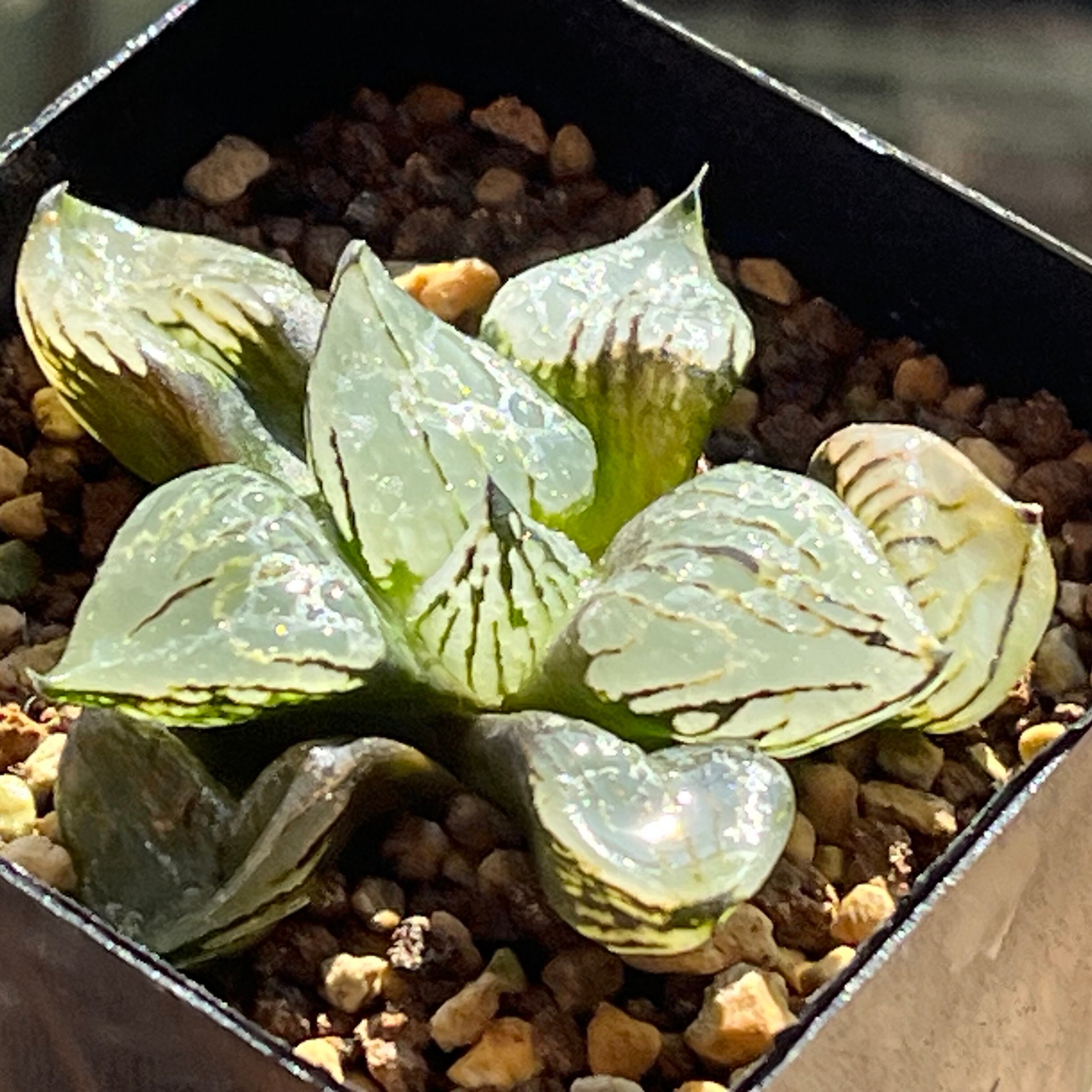 ALL ITEM | mocono_plants