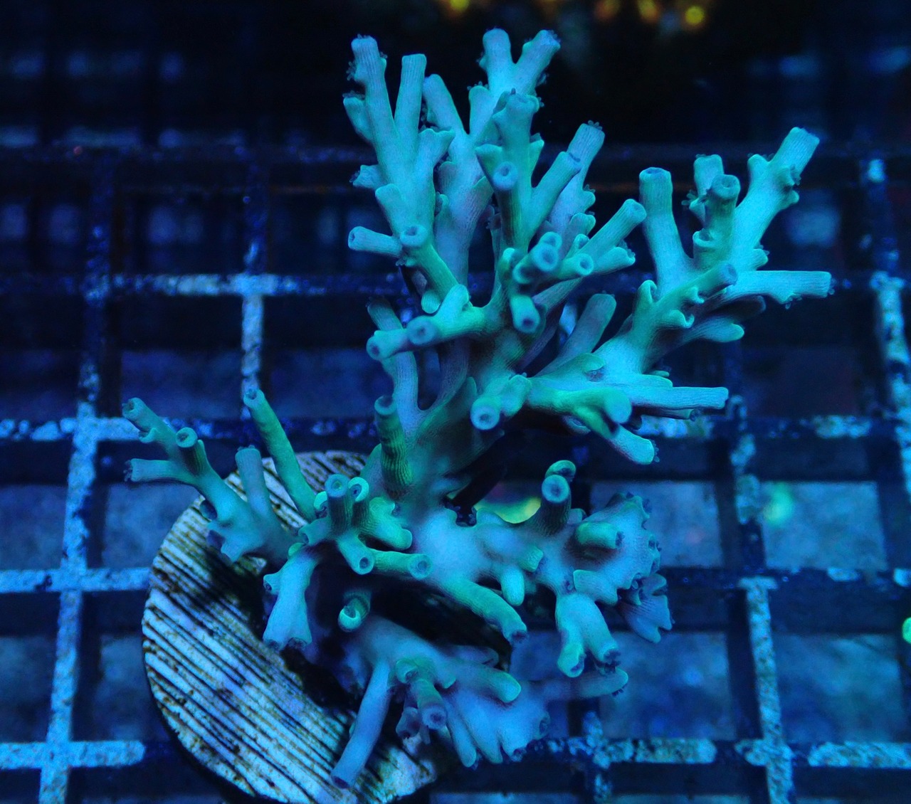 Acropora Echinata