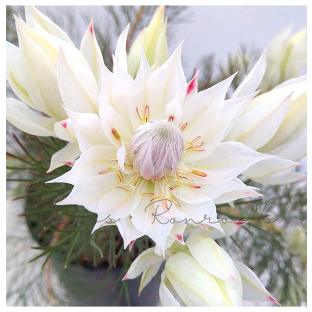 セルリア（ジョーイセルリア）：ブラッシングブライド②（5号鉢）  希少 オージープランツ　シンボルツリー　庭木