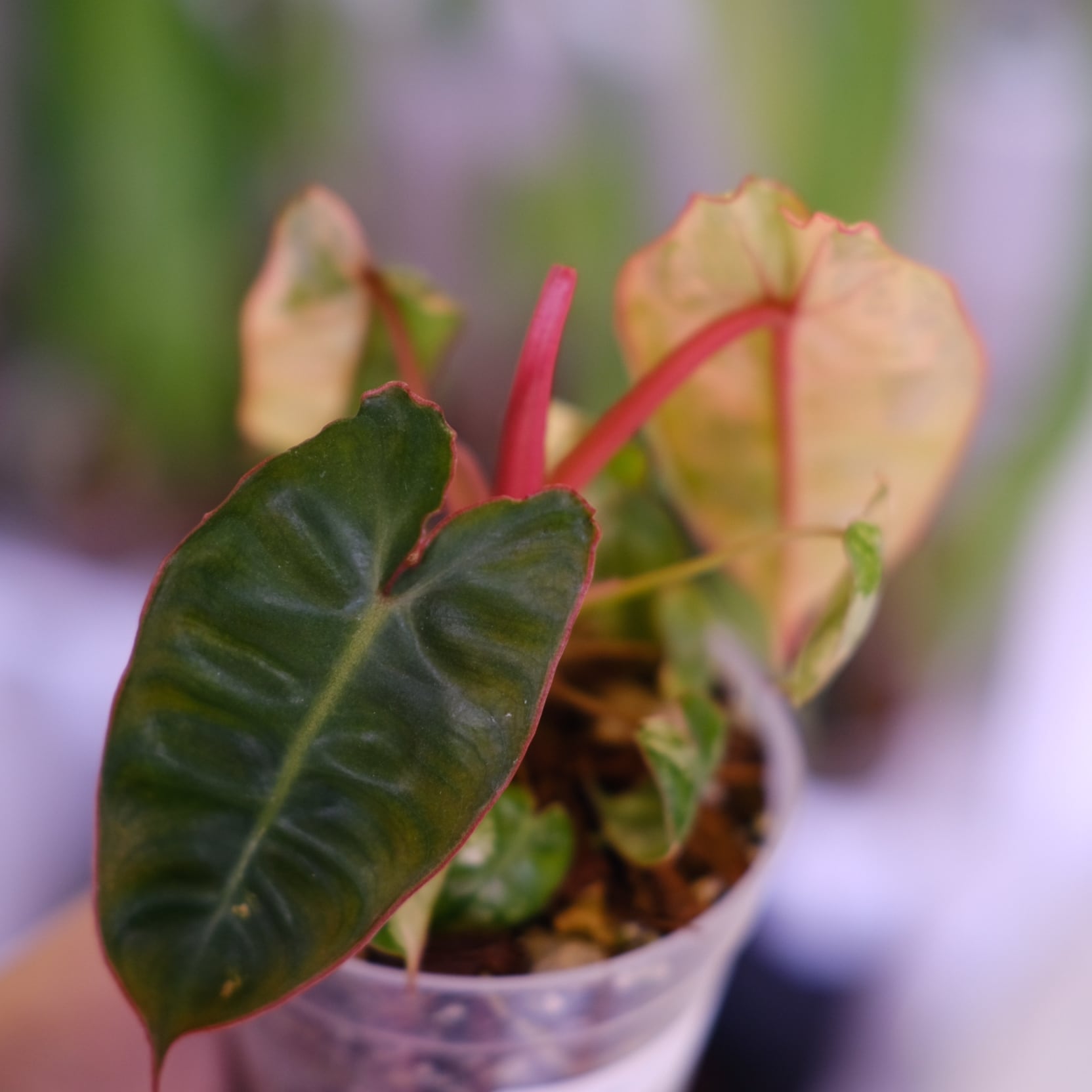 Philodendron billietiae variegated│フィロデンドロン