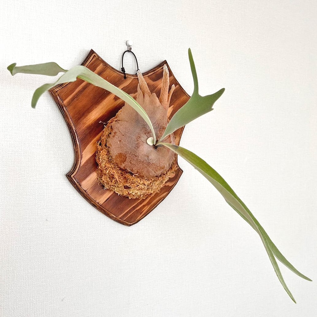 ビカクシダ ベイチー 板付 【観葉植物 壁掛け コウモリラン