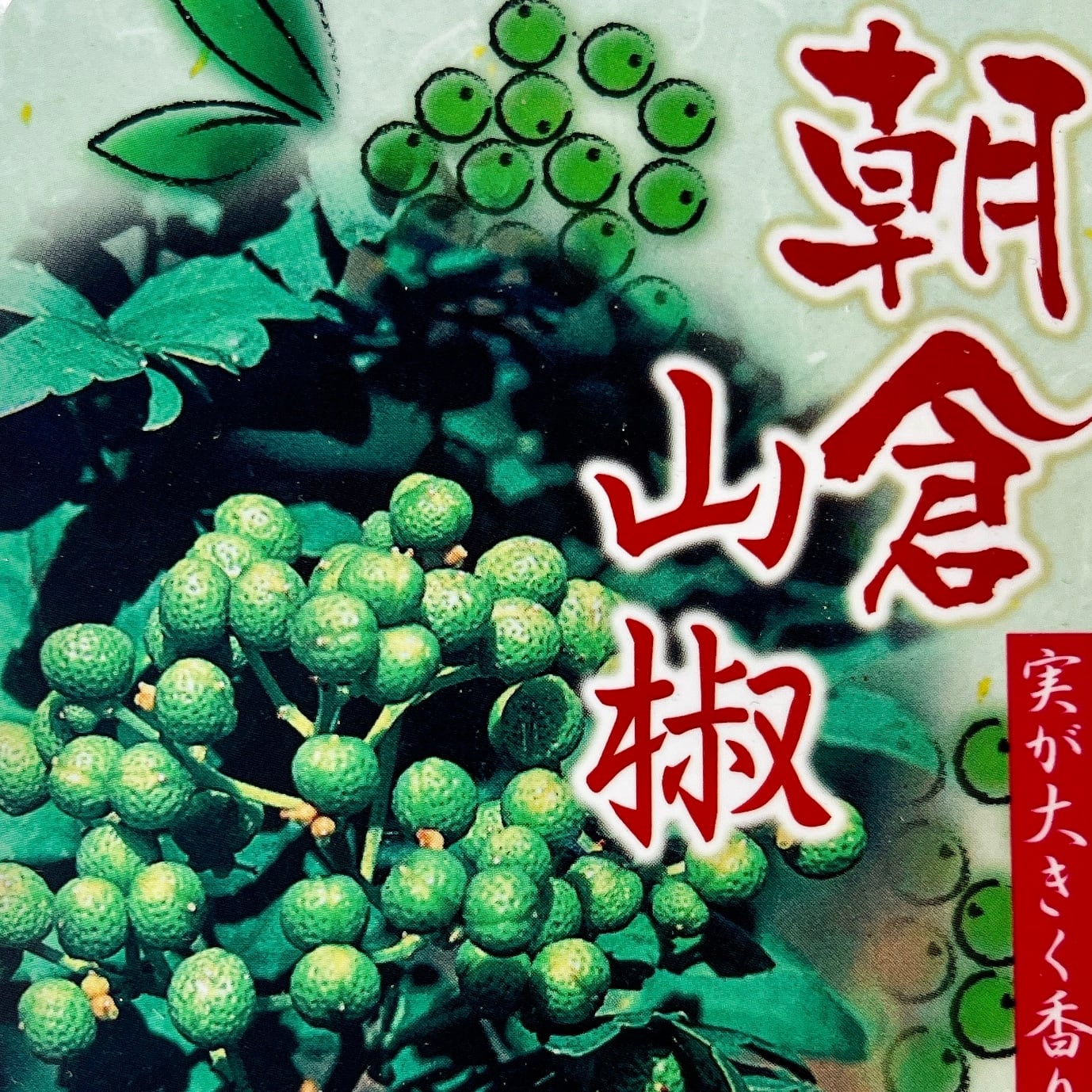 朝倉山椒 山椒 苗 トゲなし 実サンショウ あさくらさんしょう 1年生