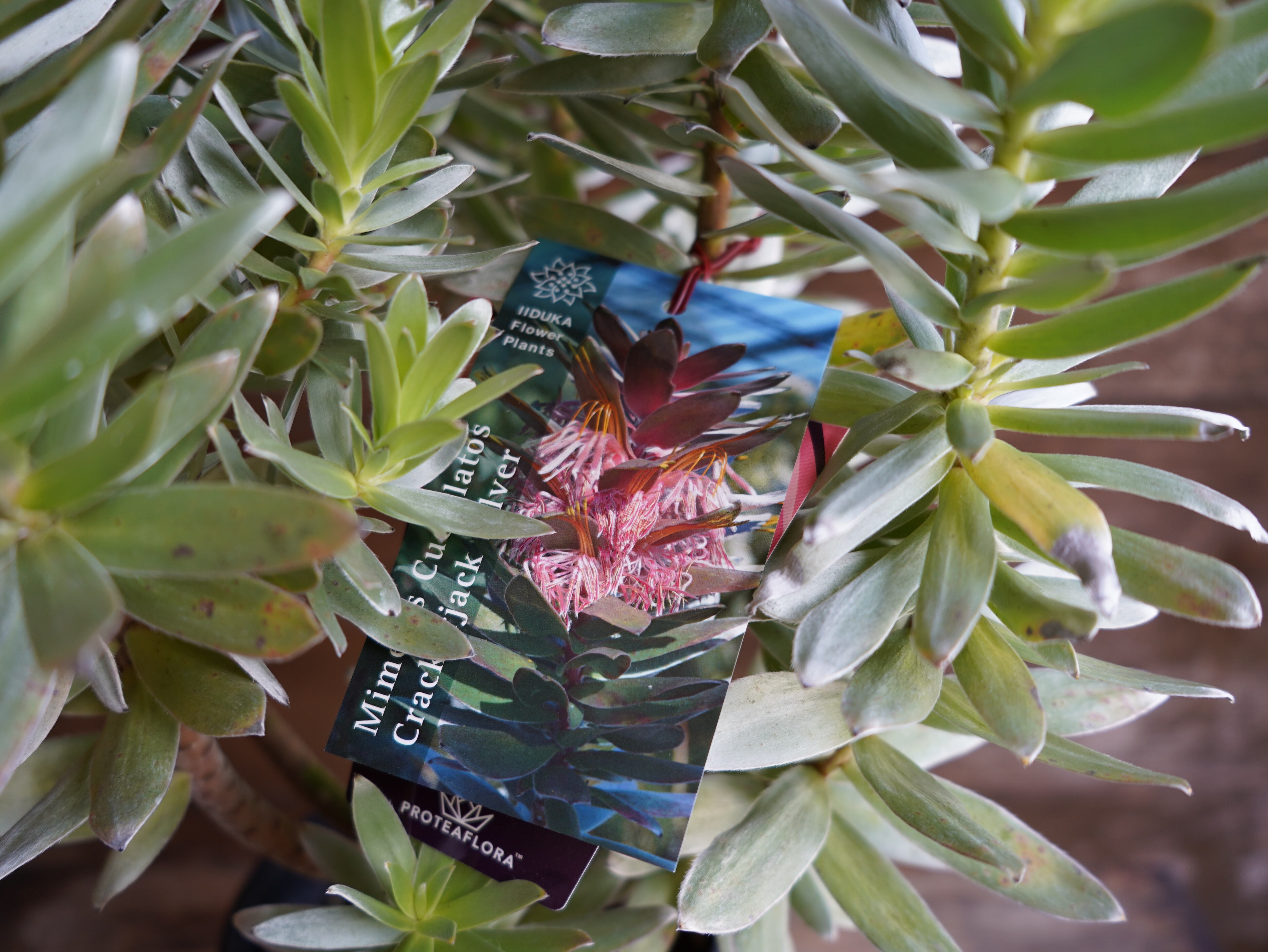 【現物】ミメテス　”クラッカージャックシルバー”　A