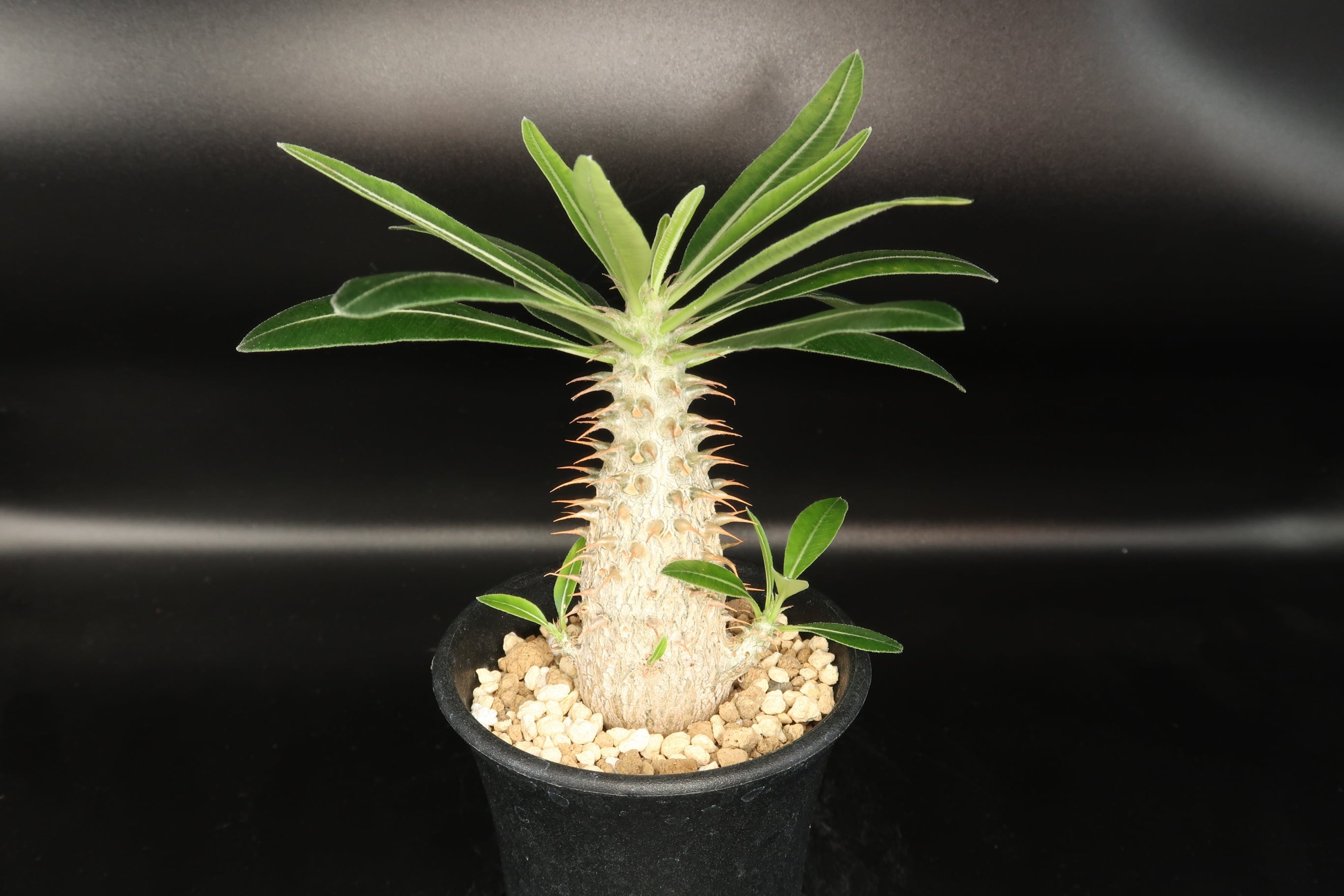 タ806 【塊根植物・現地株】パキポディウム マカイエンセ 多頭 タ806 【塊根植物・現地株】パキポディウム マカイエンセ 多頭