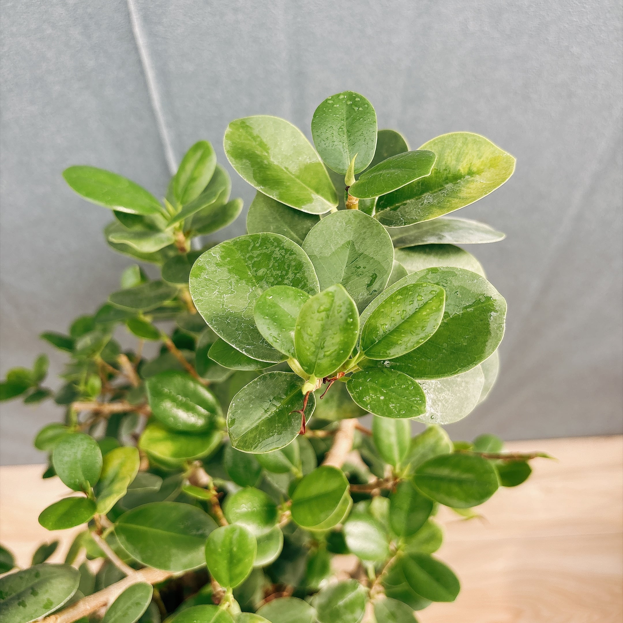 ［現品］【希少】A32 パンダガジュマル　盆栽仕立て　8号　観葉植物　室内　レア 現品］【希少】A32 パンダガジュマル 盆栽仕立て 8号 観葉植物 室内