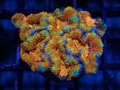 SelectionAussieShip Lordhowensis PremiumRainbow SmallColony 6