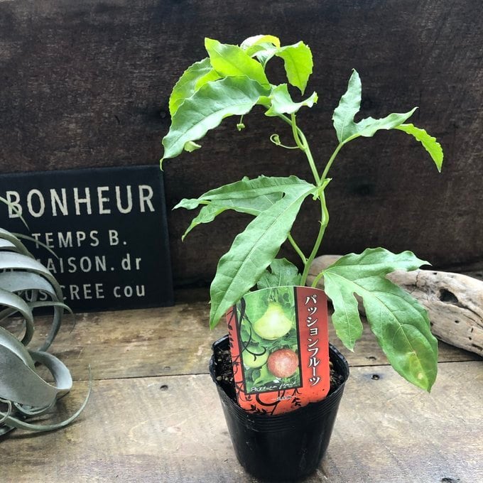 パッションフルーツ 3.5号苗 グリーンカーテンに | 植物の店ベリー