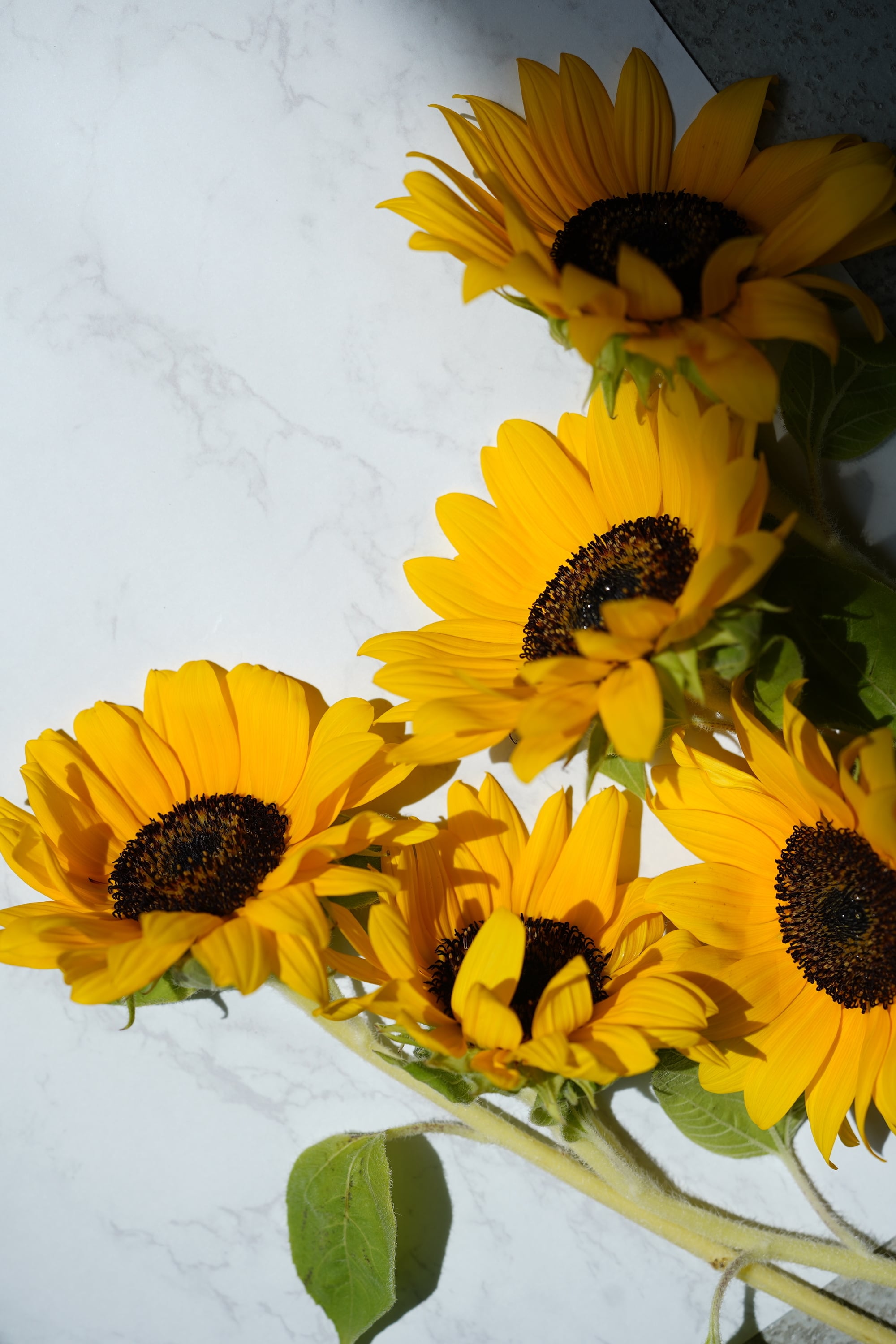 ロクハナ スキンファーミング アンド クリアクレンジング | THE9SHOP