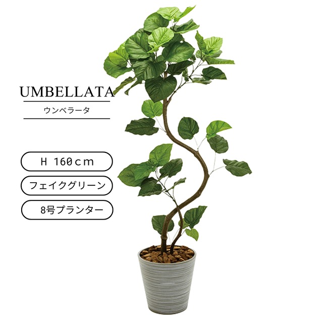 ウンベラータ 160㎝［人工観葉植物・フェイクグリーン・8号鉢］