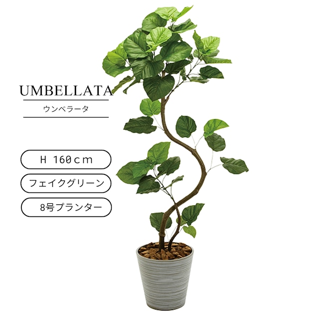 ウンベラータ 160㎝［人工観葉植物・フェイクグリーン・8号鉢］