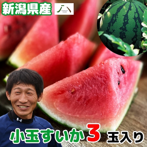 新潟県産 原田農園 小玉スイカ 姫甘泉 1.2kg 前後 3玉入り 新潟産 数量限定 送料無料 お中元 御中元 ギフト プレゼント スイカ すいか 西瓜 甘い あまい 糖度13度以上 暑さ対策 食べ物 果物 贈り物 贈答 お取り寄せ 産地直送 新潟県