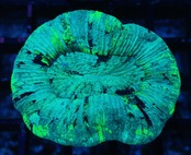 Trachyphyllia geoffroyi Premium 4