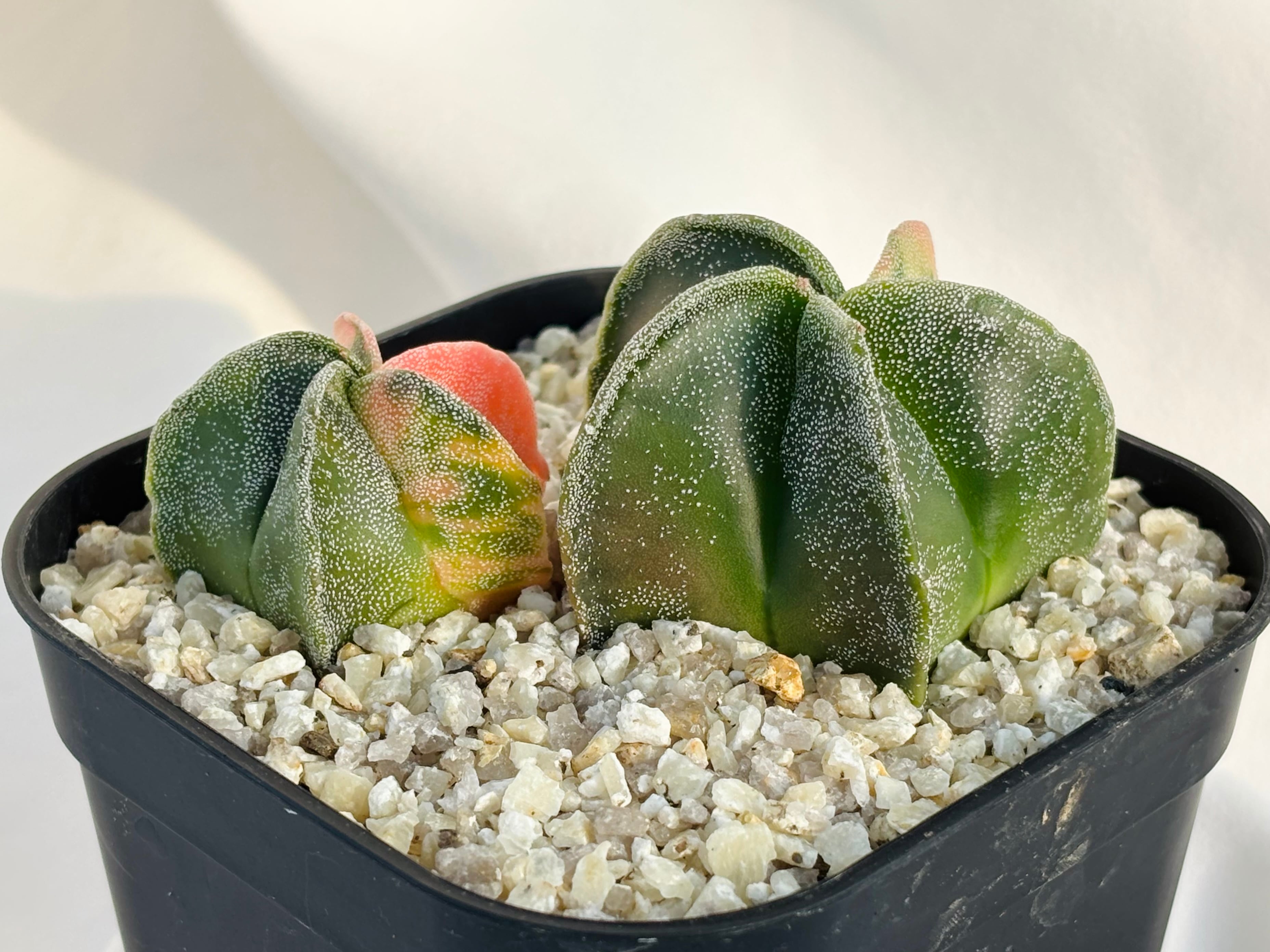 鸞鳳錦 Astrophytum myriostigma アストロフィツム ランポー玉錦 鸞鳳玉錦