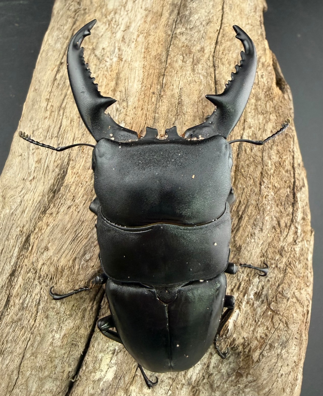 【WD】《パラワンオオヒラタクワガタ ロハス最北東部産 91.5mm ペア》