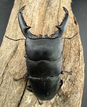 【WD】《パラワンオオヒラタクワガタ ロハス最北東部産 91.5mm ペア》