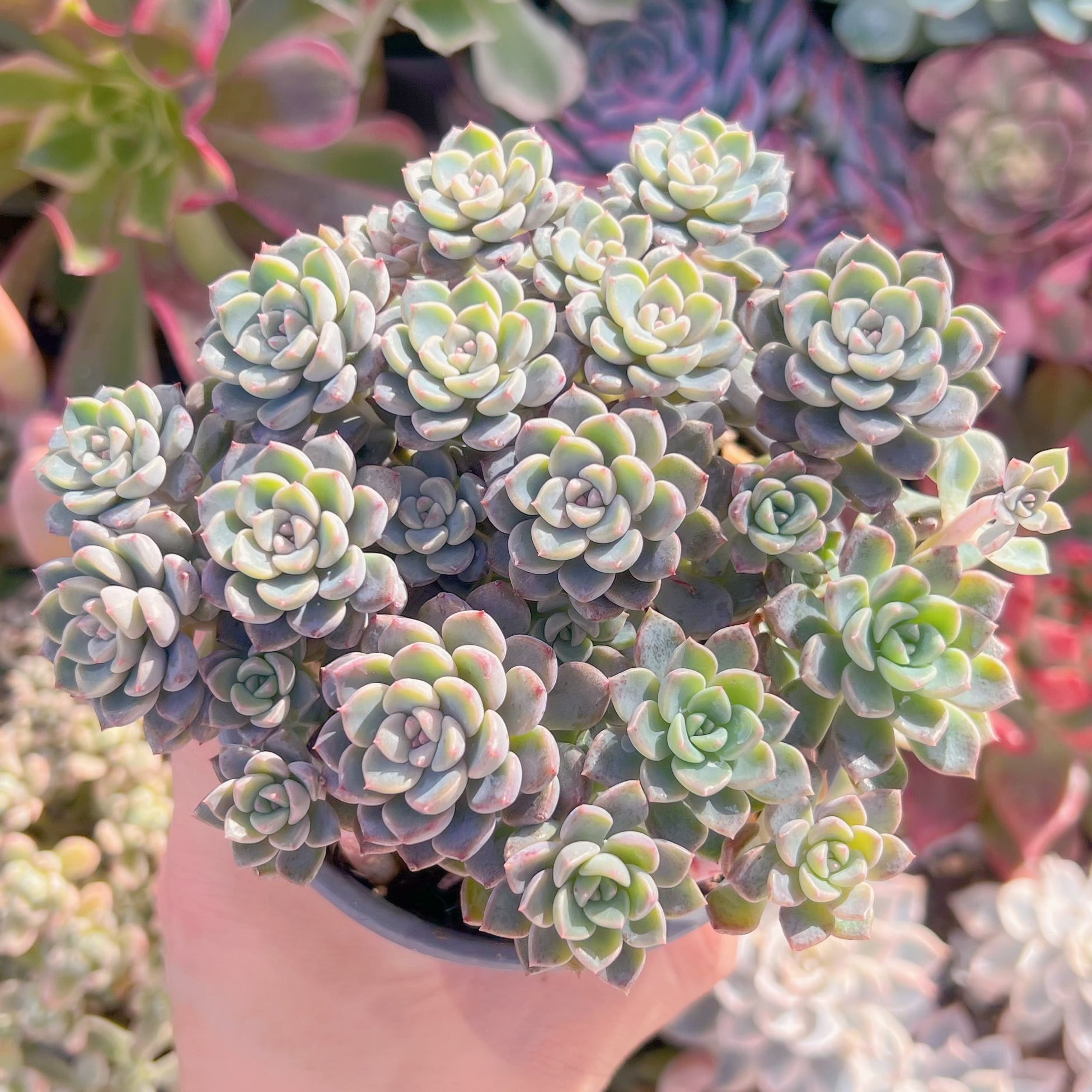 現品　ベビードール#207　大群生　新入荷