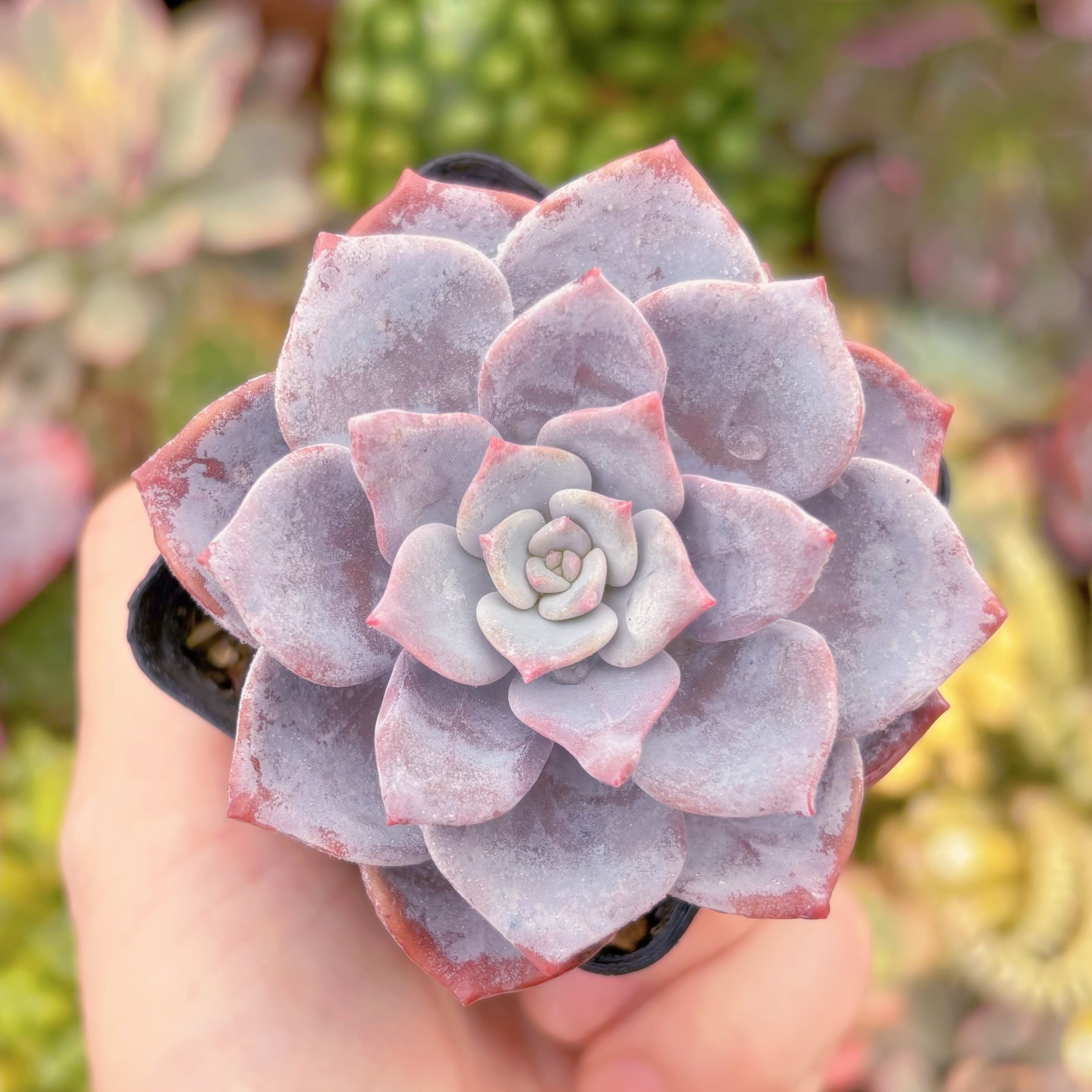 現品　桜雪#768　るる農園