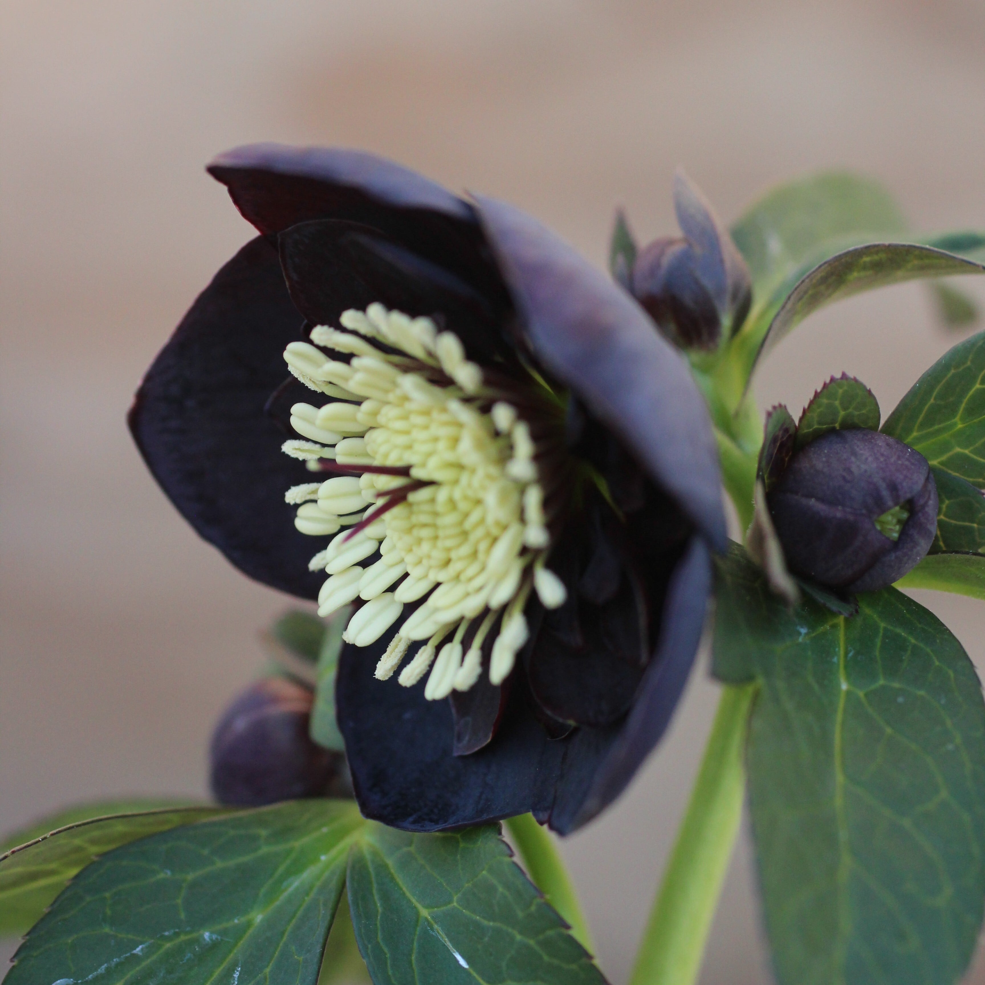 WS26-066 クリスマスローズ ウィンターシンフォニー ブラック