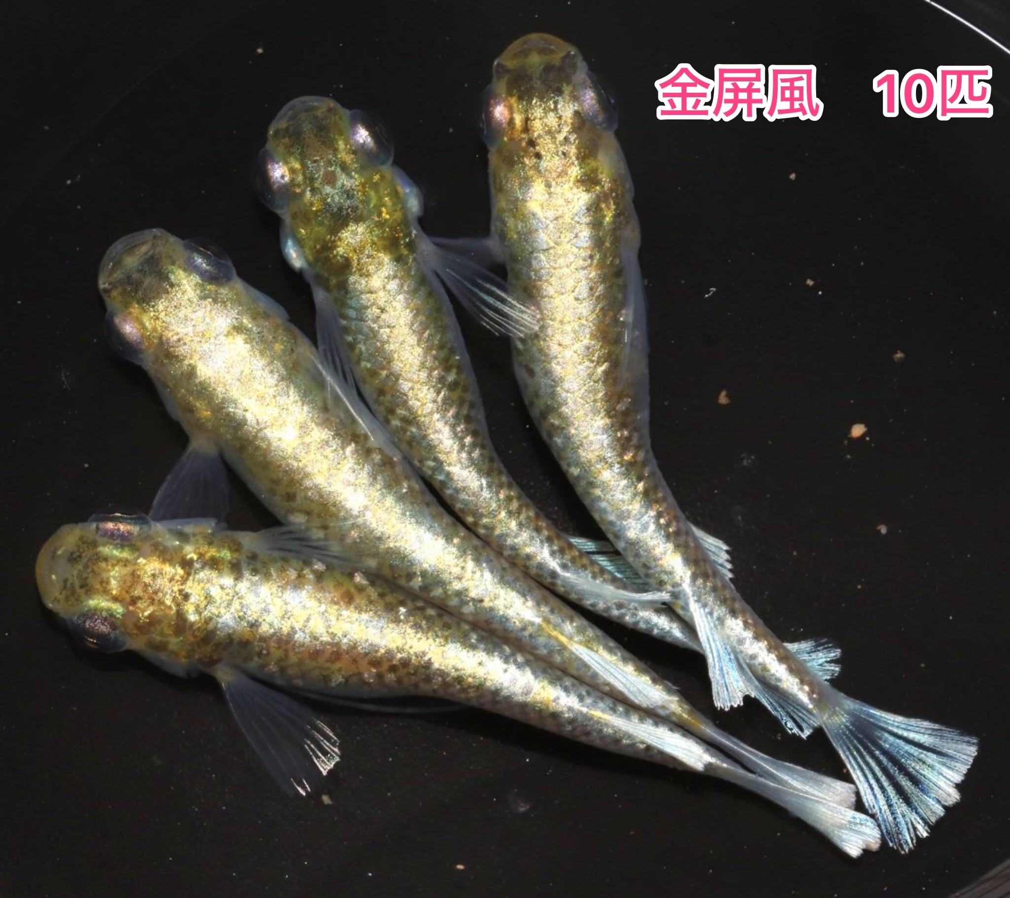 冷凍ヤワゲネズミS【50g〜59g】 | PAY ID