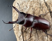 《ミシマコクワガタ 硫黄島産 41mm ♂♀♀トリオ》