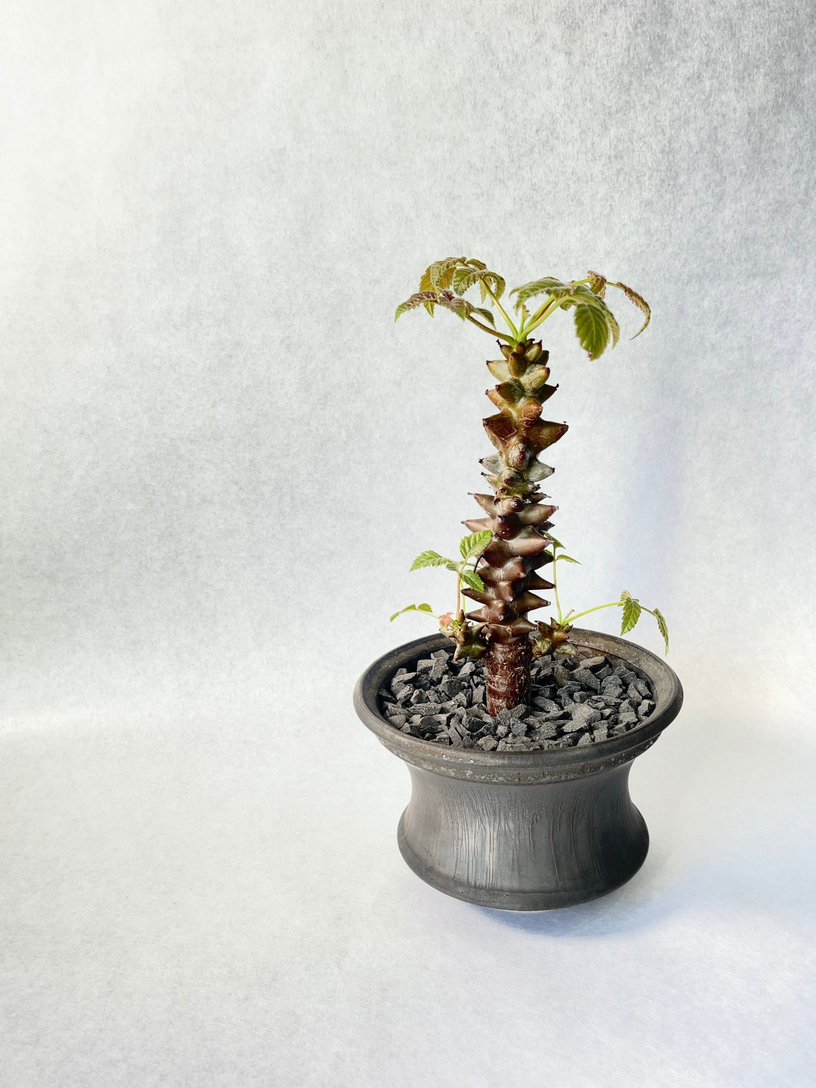 99c7bd43d693401b344ed932b3e18a