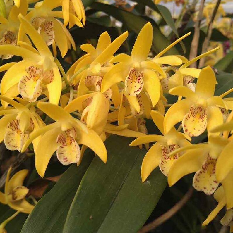 Den.kingianum 月光【着生ラン】苔テラリウム用ミニミニポット | 苔