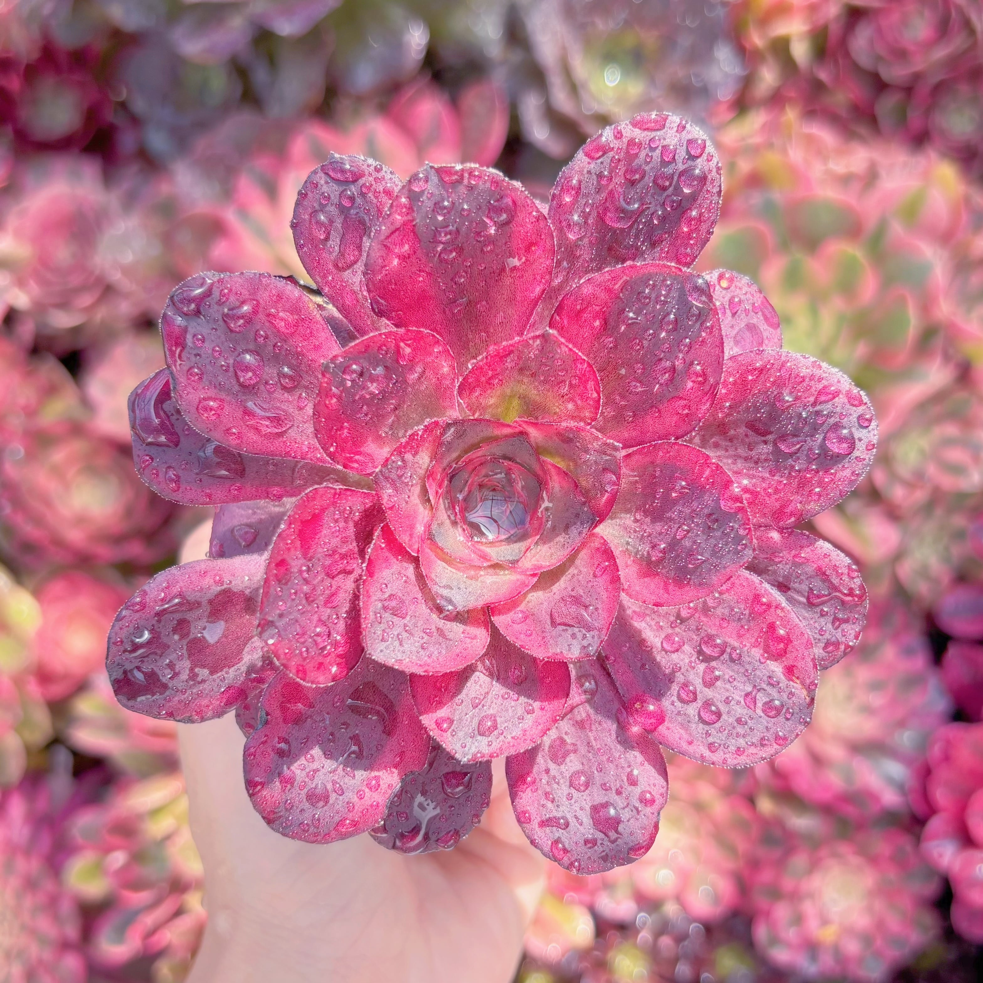 多肉植物　魅金ローズ錦　新入荷　るる農園