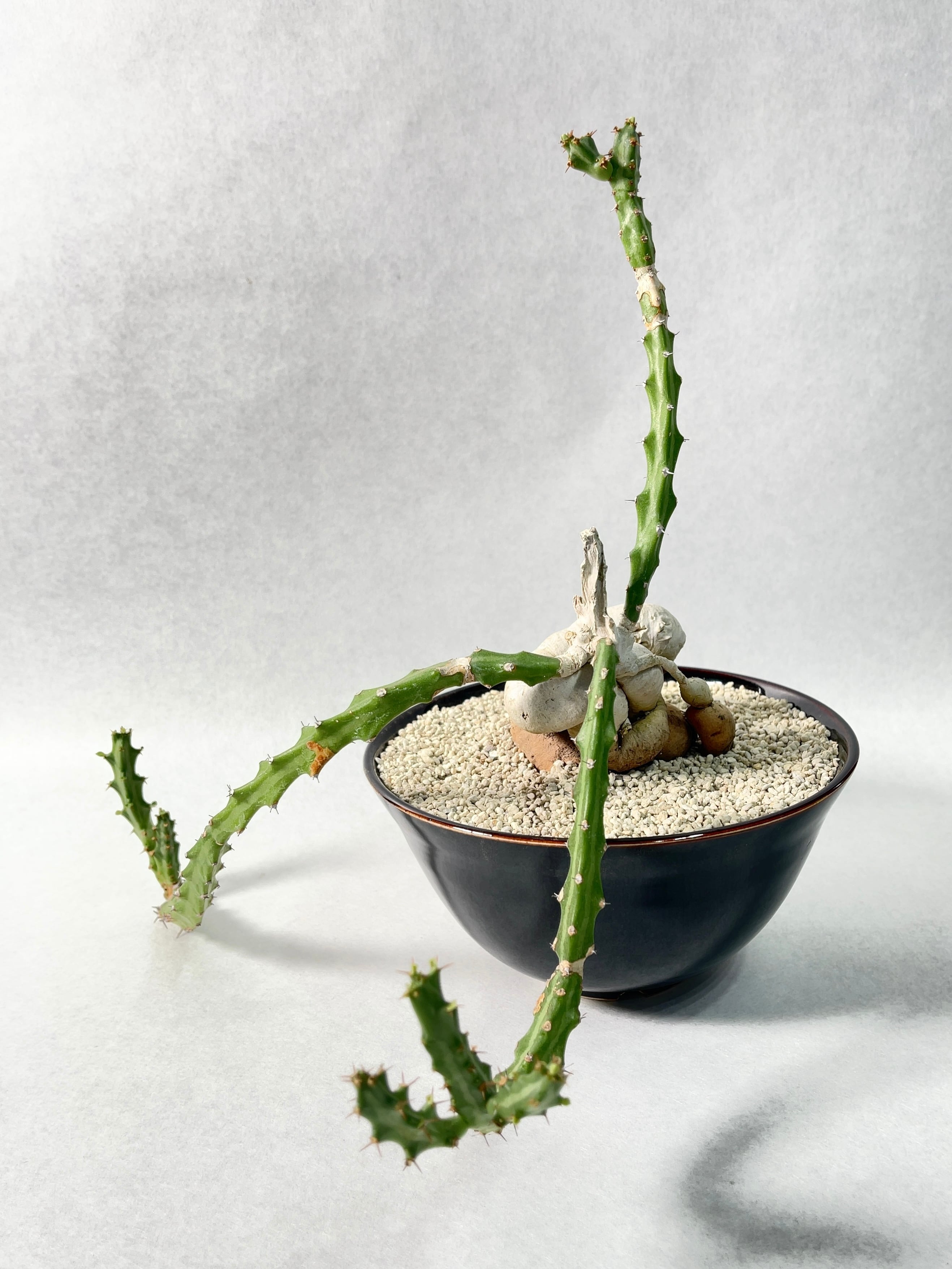 ユーフォルビア・クンチー（Euphorbia kunthii）５号　 「狗奴子キリン」