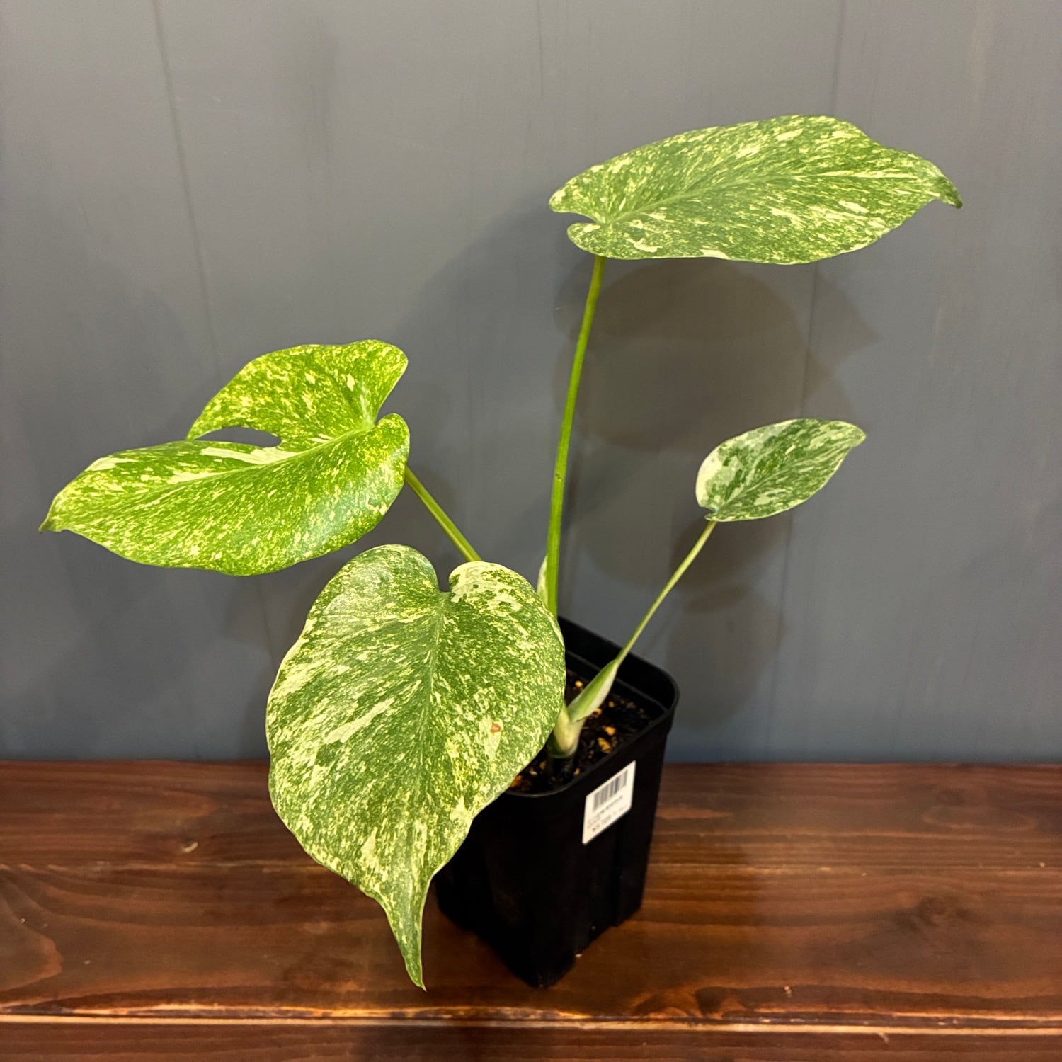 新着3日限定10%OFF】モンステラ グリーンスノー【365】 | PROTOLEAF