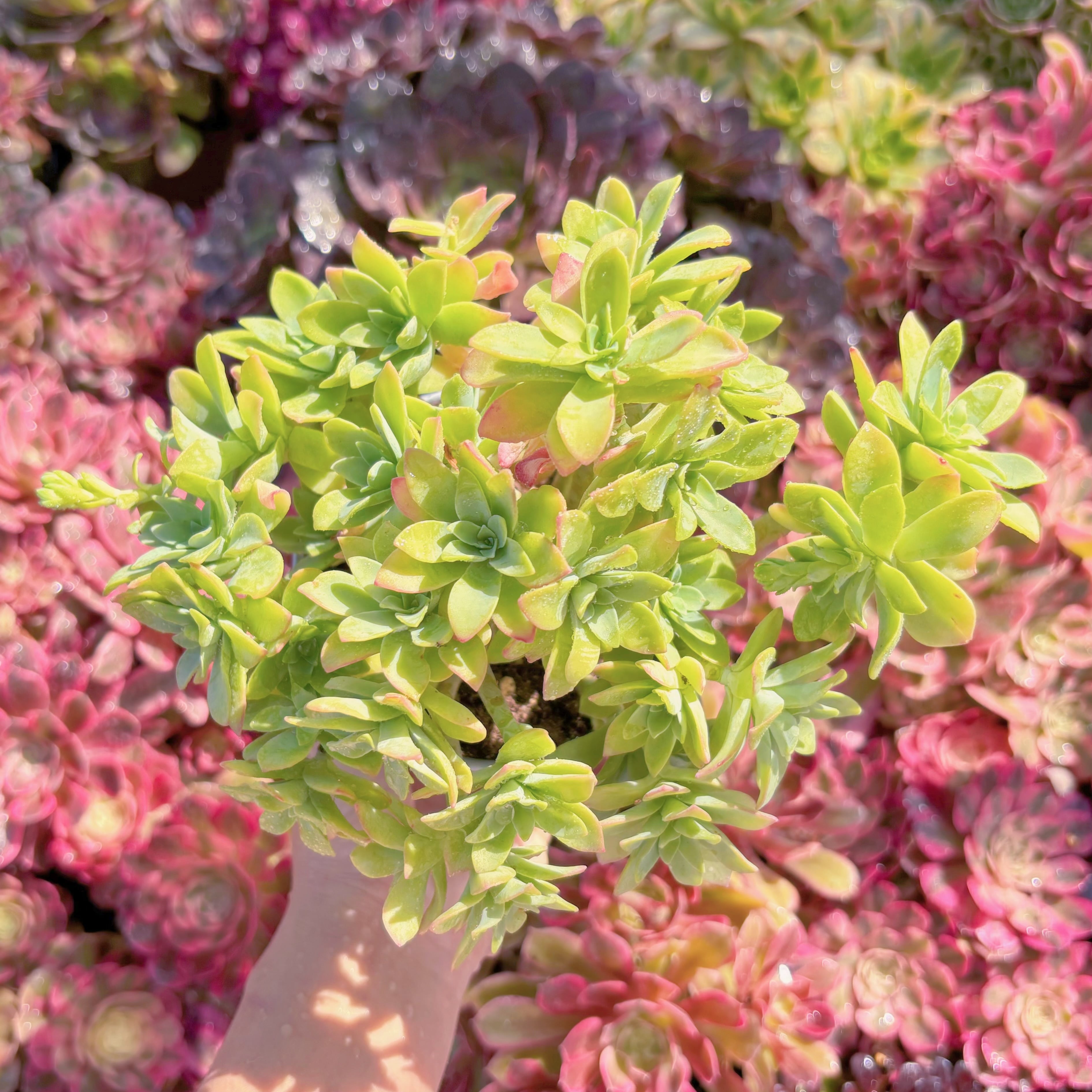 現品　Sedum paimeri#A079　新入荷　るる農園
