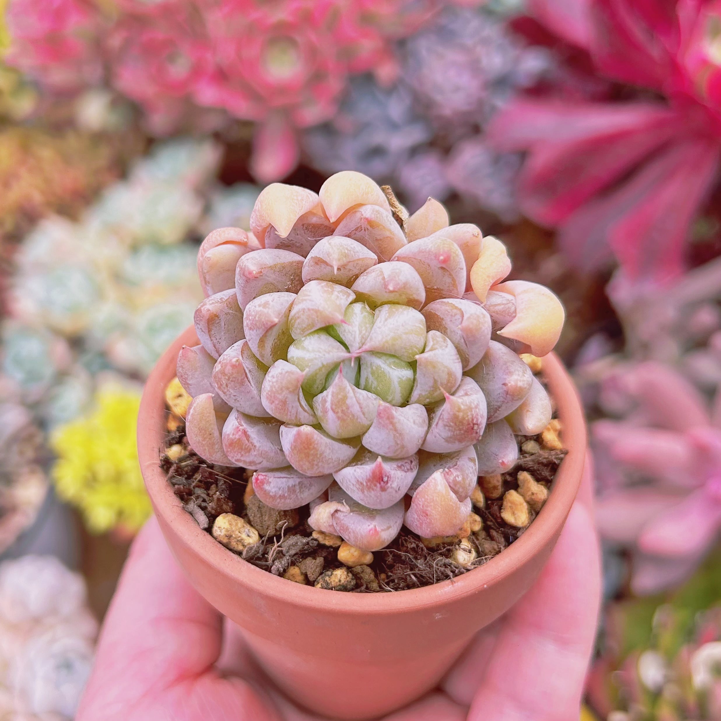 多肉植物　 Echeveria   新品種　京華煙雲　2頭以上