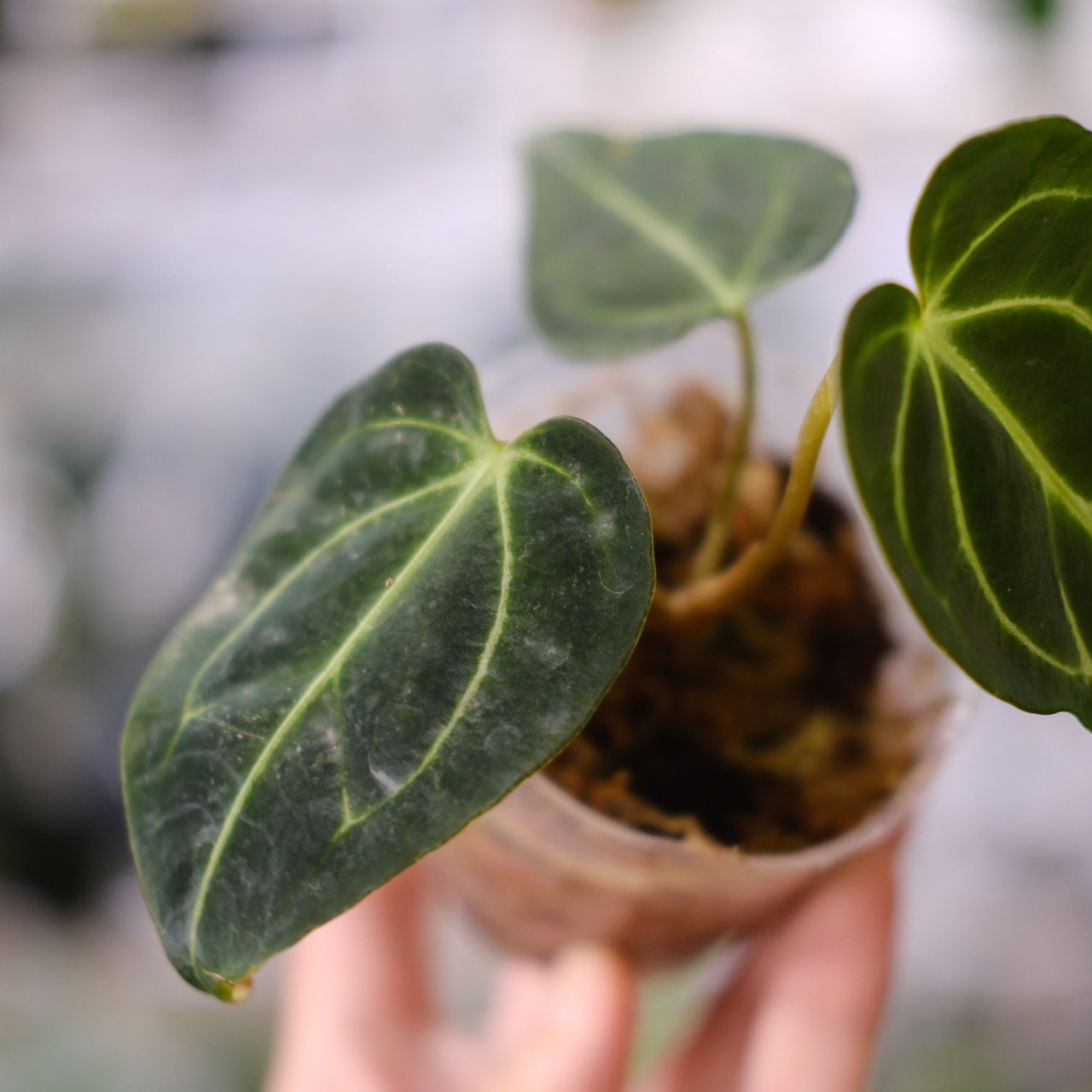 アンスリウム・レガレ / Anthurium Regale⑰│観葉植物