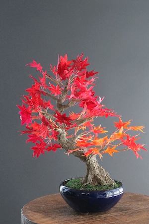 盆栽 もみじ Maple Tree Bonsai #135