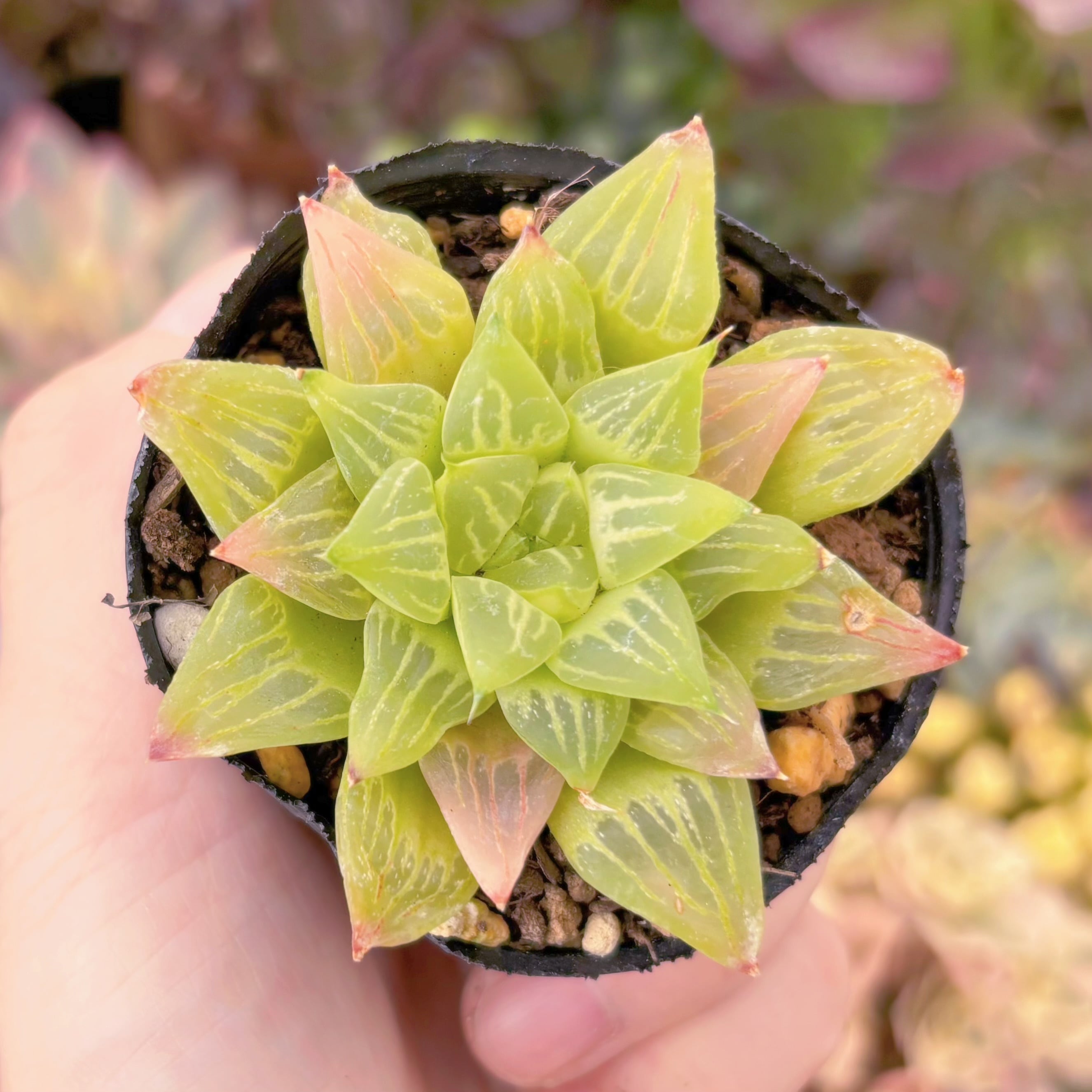 現品　ハオルチア エメラルドフラッシュ#B40  古株　るる農園