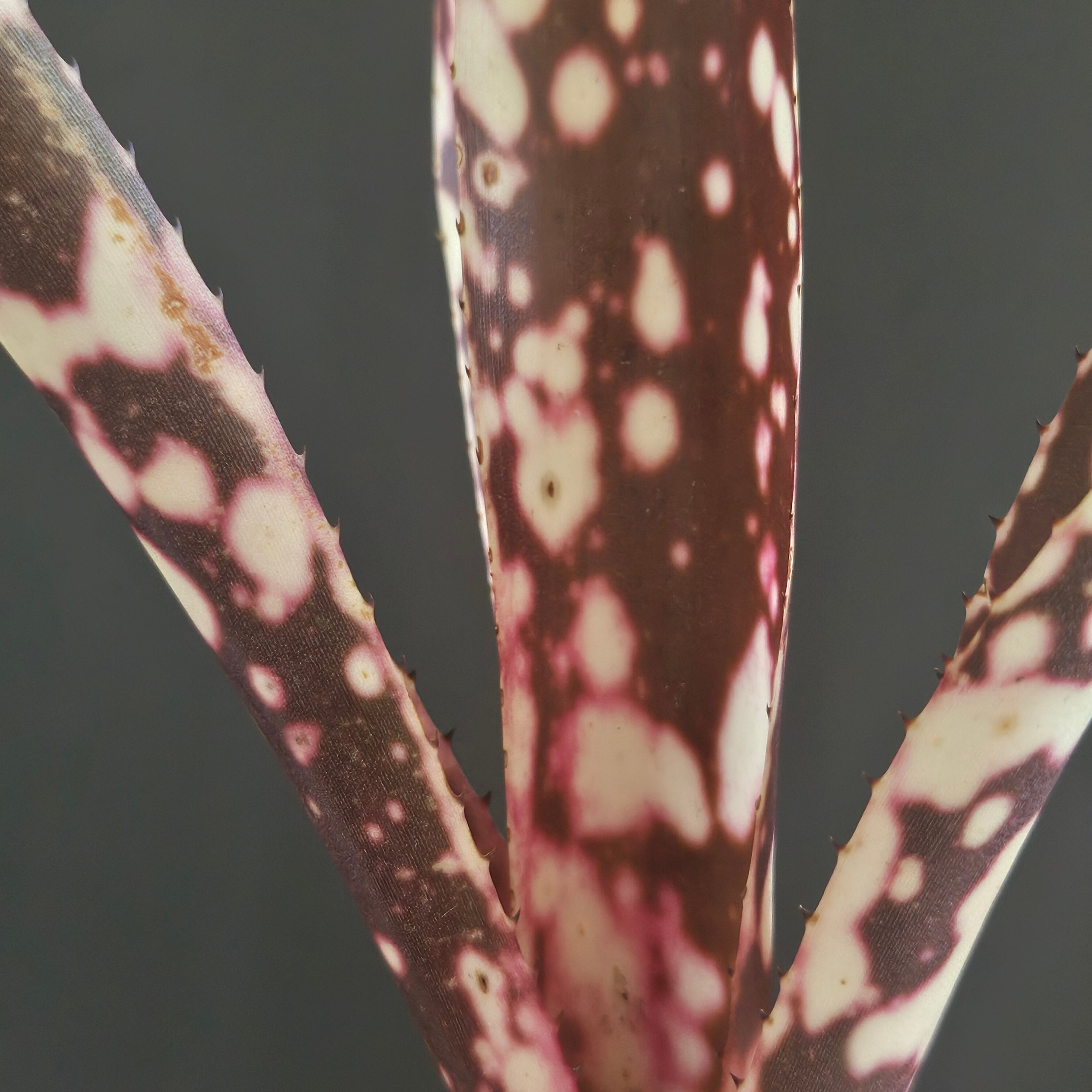 Billbergia 'Dippin Dots' Australia (ビルベルギア 'ディッピン