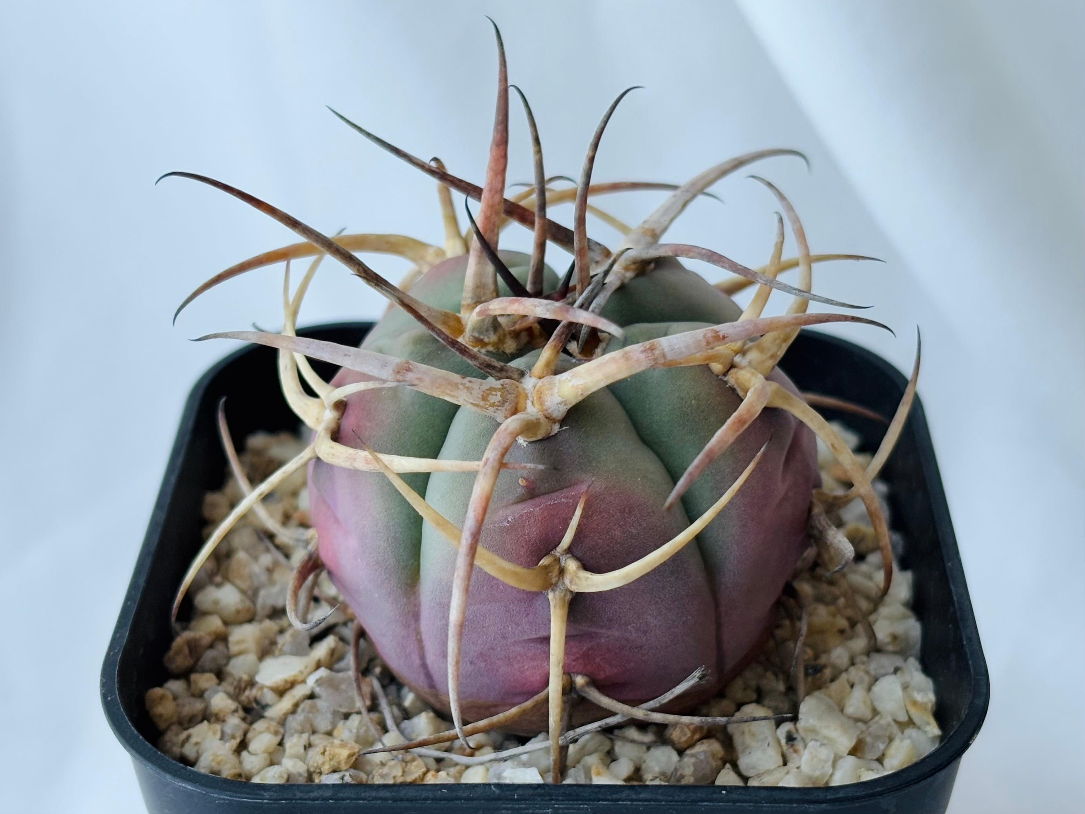 Platycerium grande ビカクシダ グランデ 1 | plants MARU ーサボテン