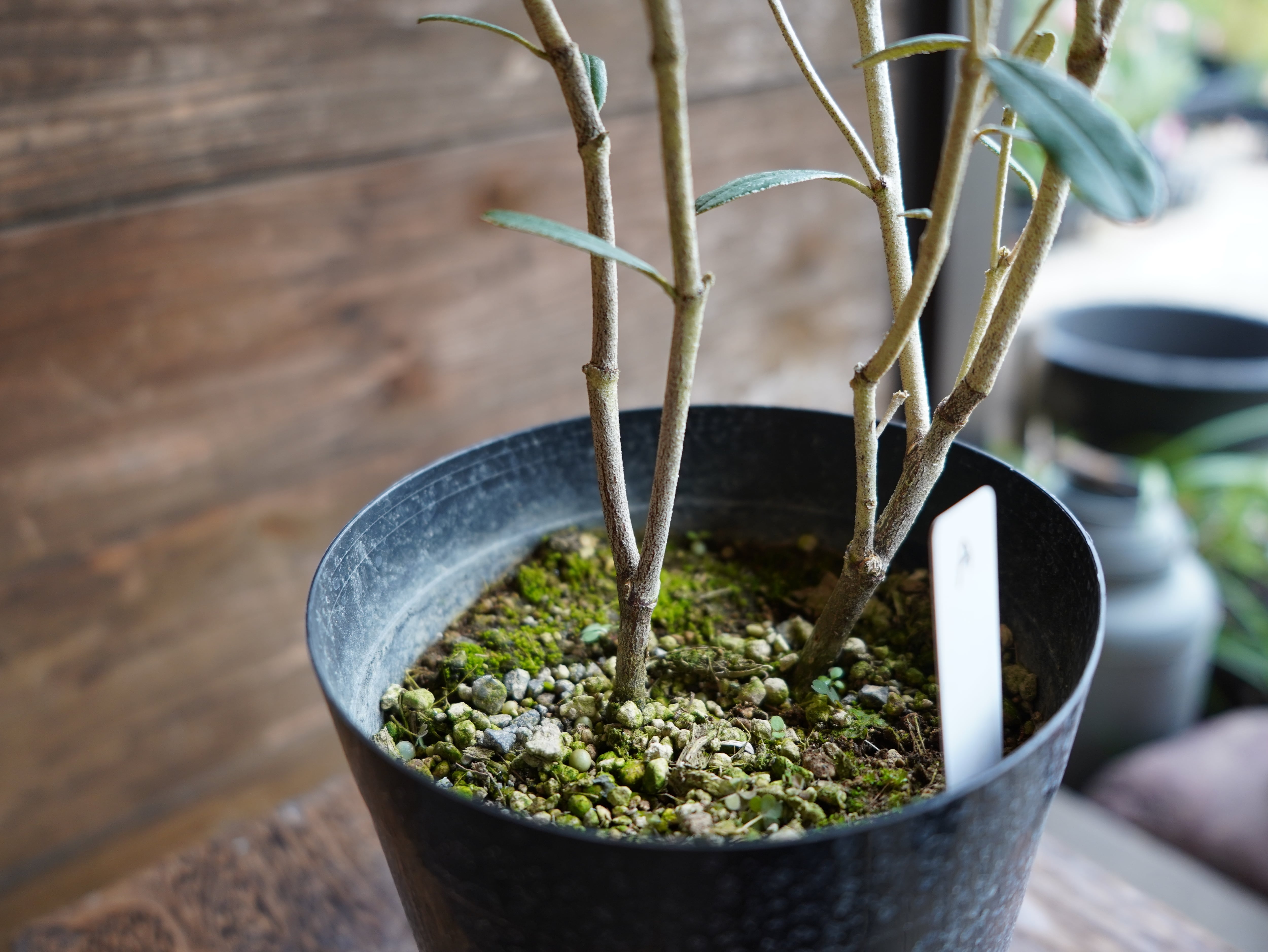 【現物】フェバリウム　A