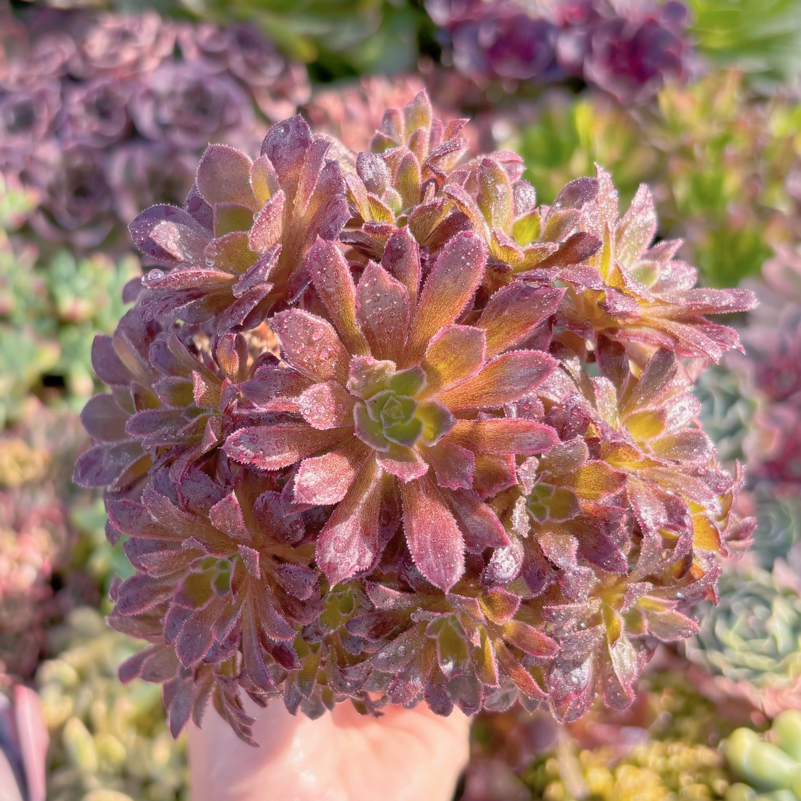 現品　plum purdy#A08　群生　るる農園
