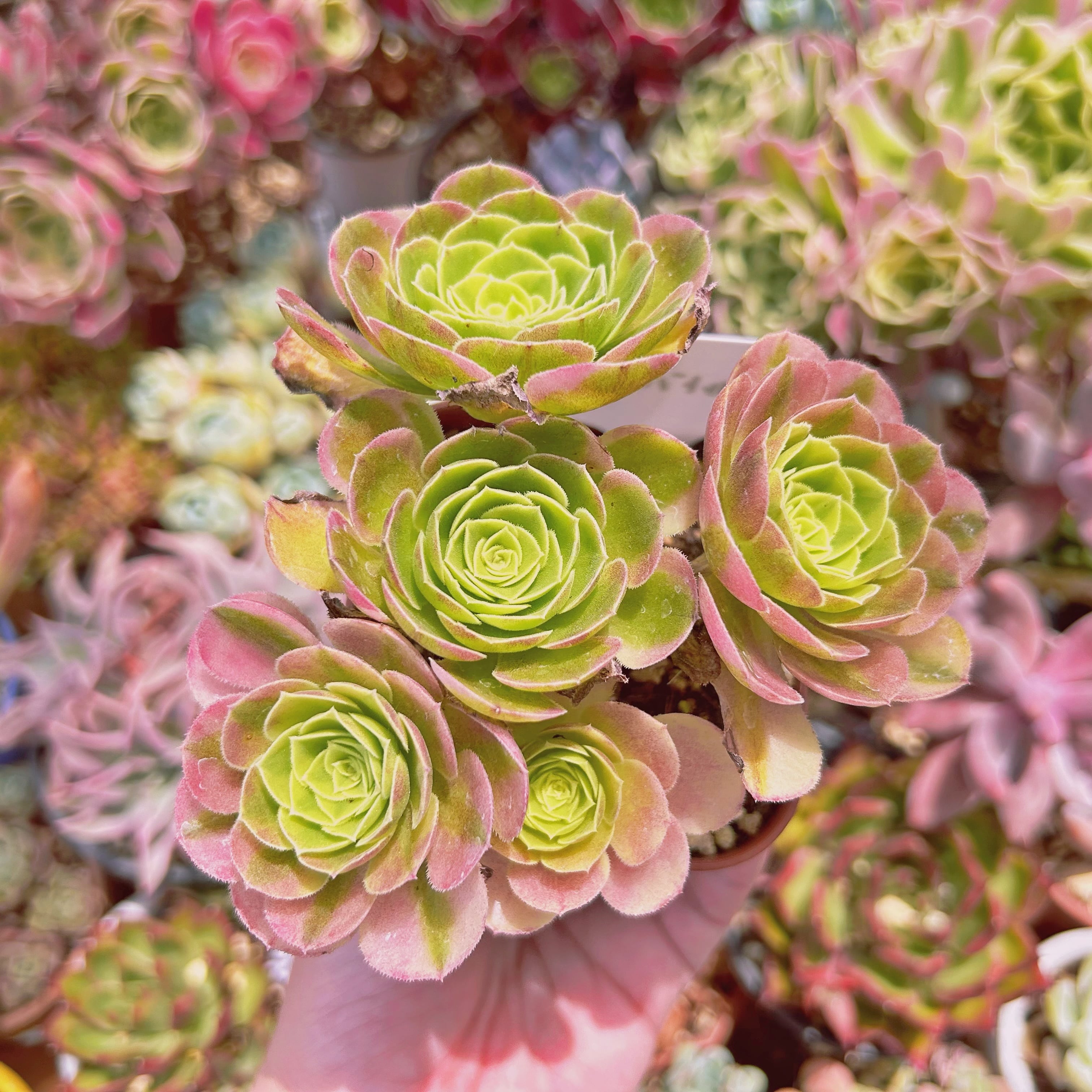 #743現物　多肉植物　ゴールドハロウィン　特大