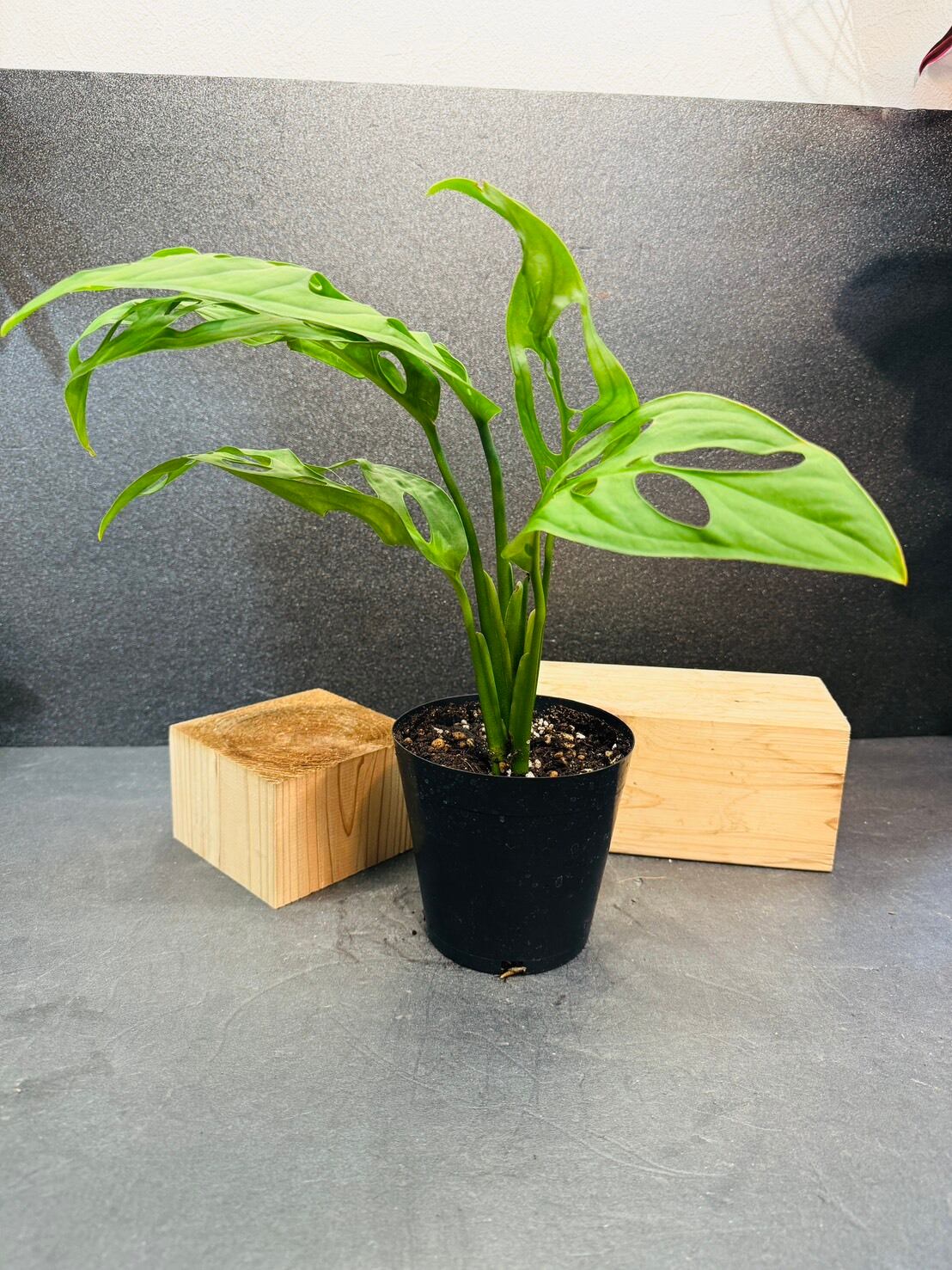 モンステラ・エスケレート 4号 | 観葉植物と雑貨のお店 VIVAGREEN