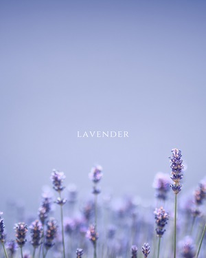 lavender drop pierce 【数量限定】