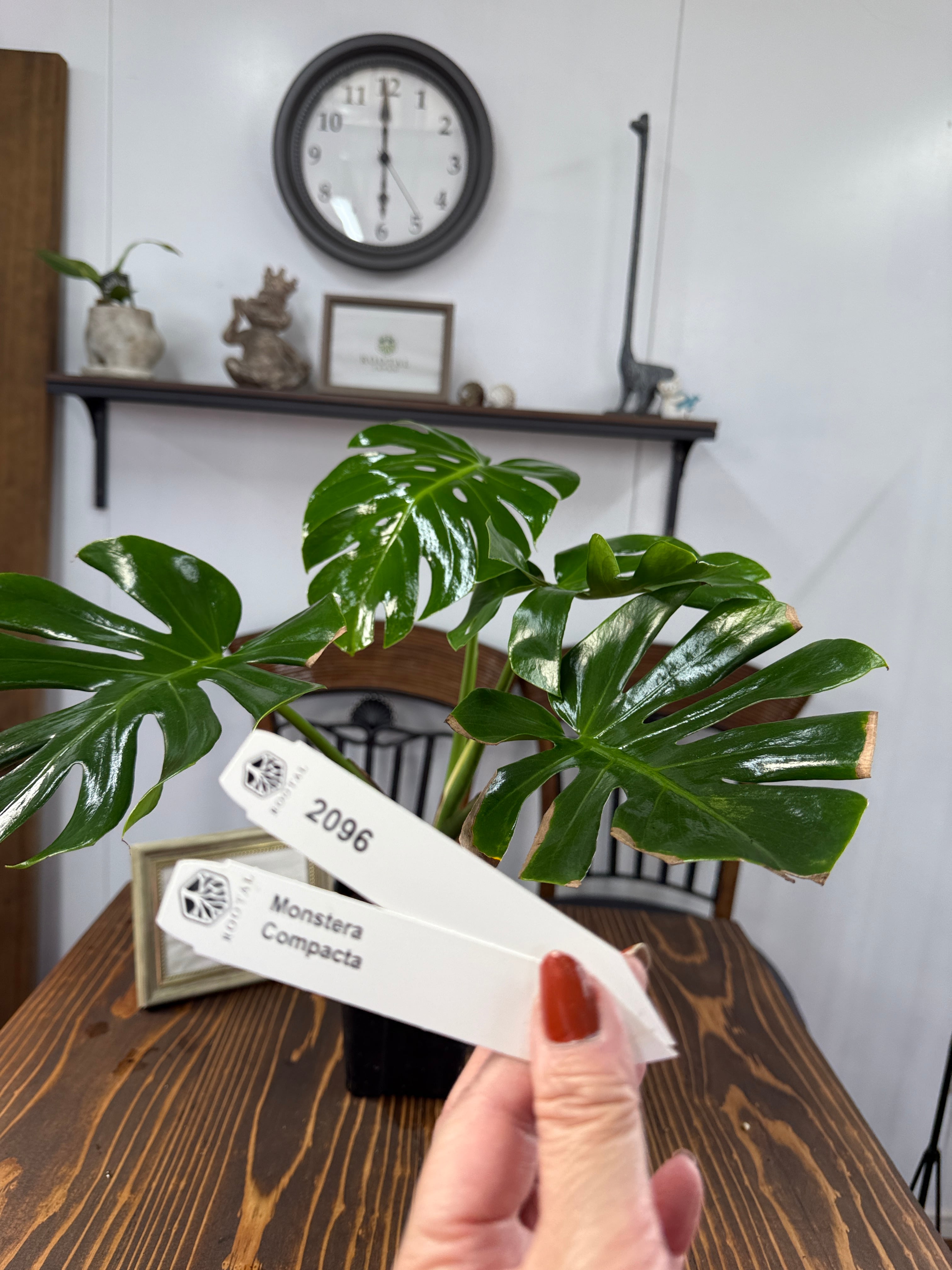 モンステラ | ROOTALPLANTS