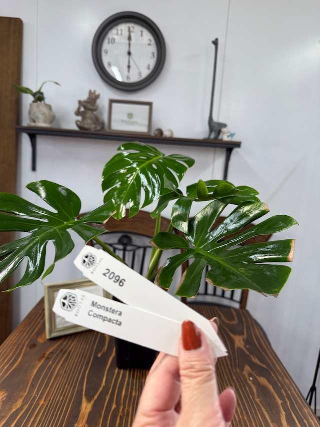 ★2096【このサイズで、この割れ】　モンステラ　デリシオーサコンパクタ（4号深鉢）